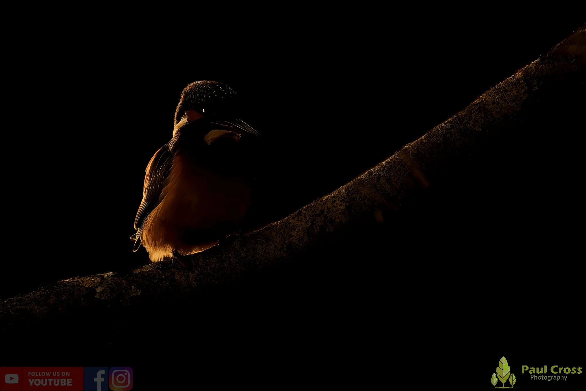 Kingfisher-00695.jpg