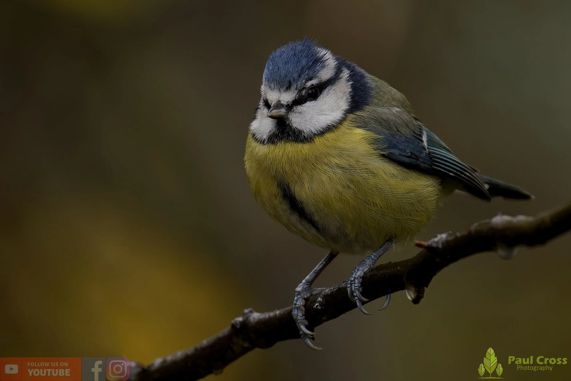 Blue Tit-00922.jpg