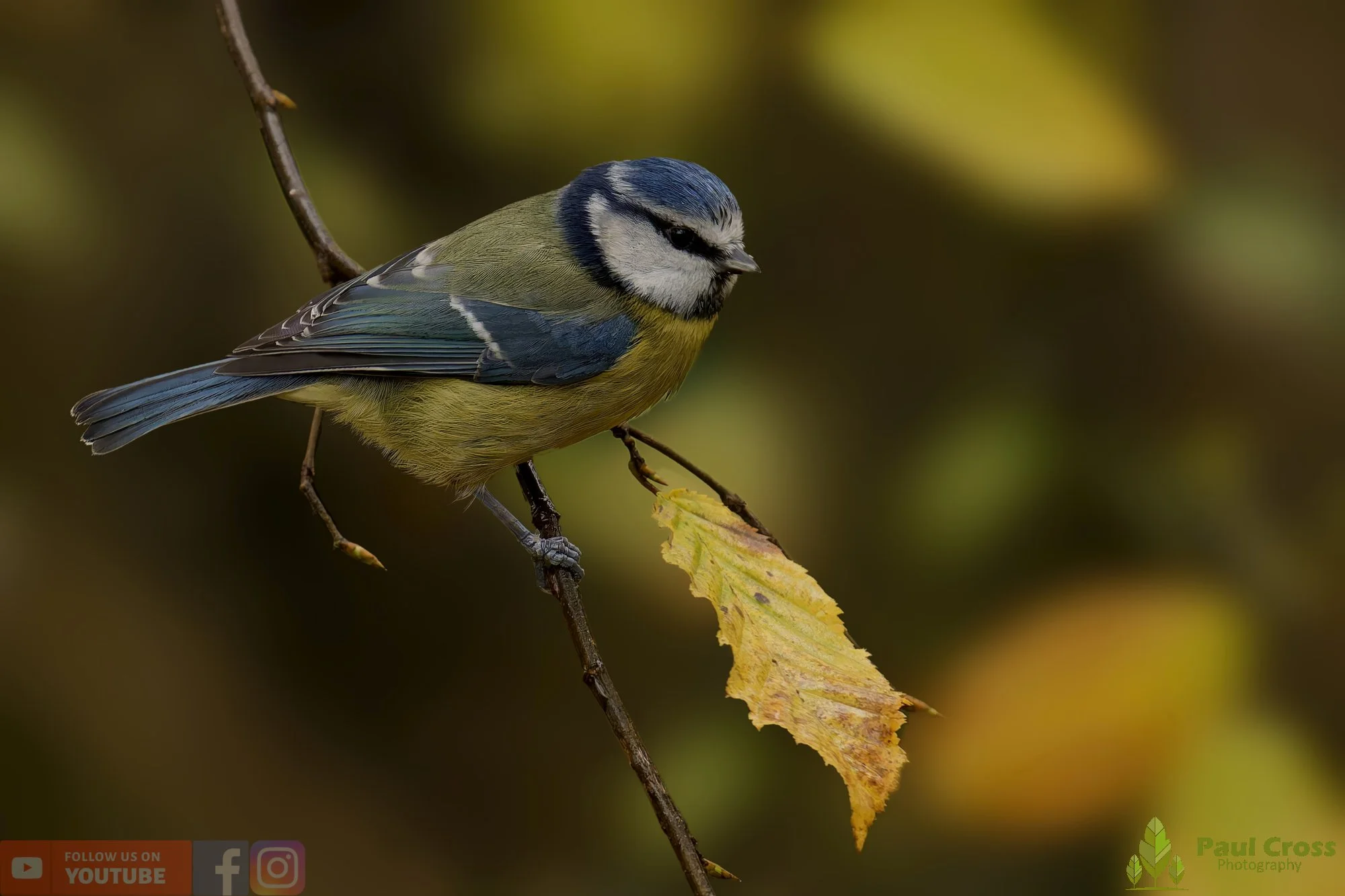 Blue Tit-00942.jpg