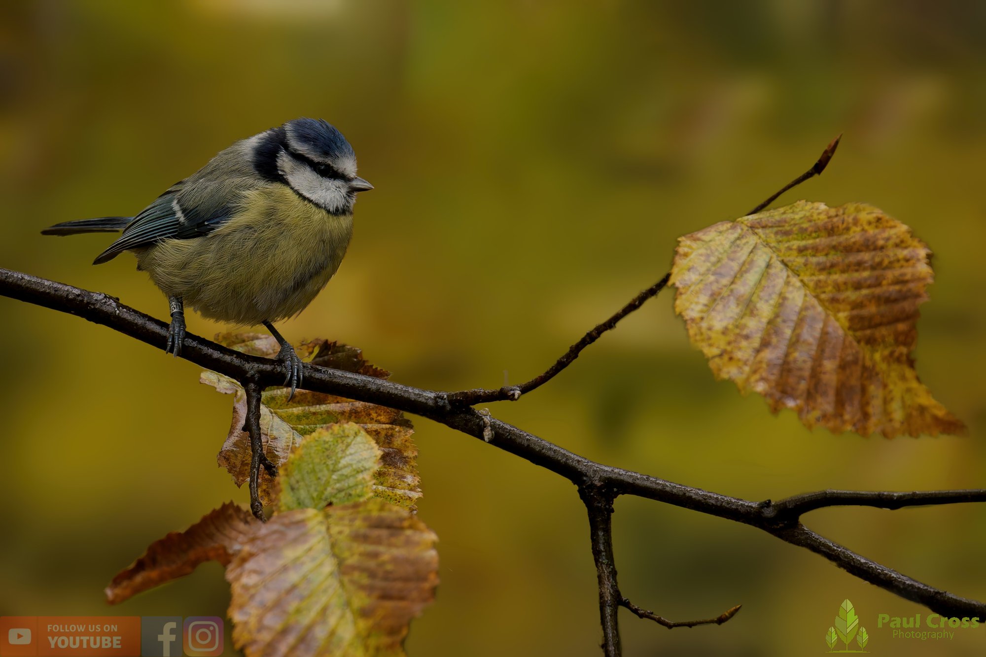 Blue Tit-00944.jpg