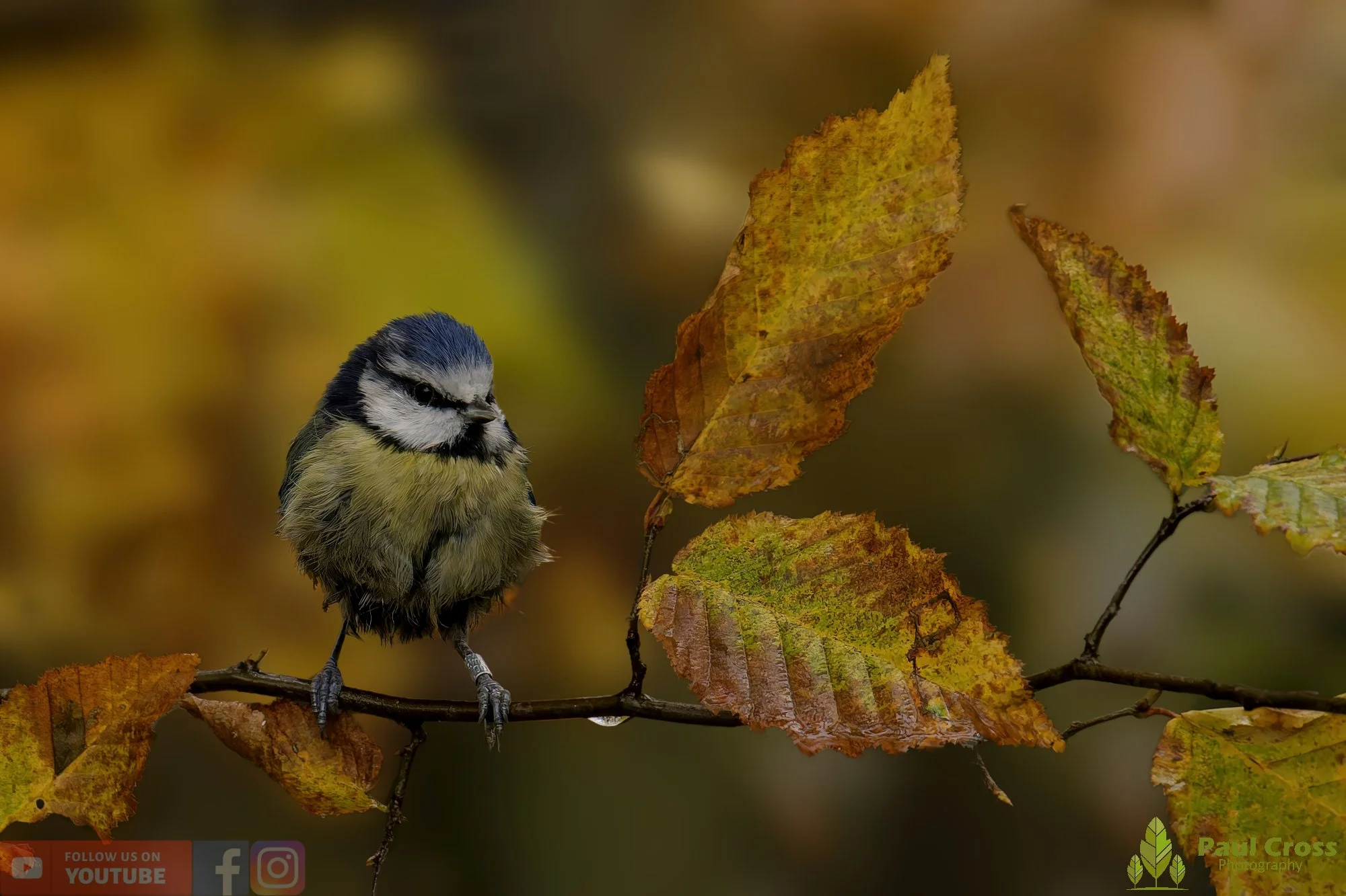 Blue Tit-00949.jpg