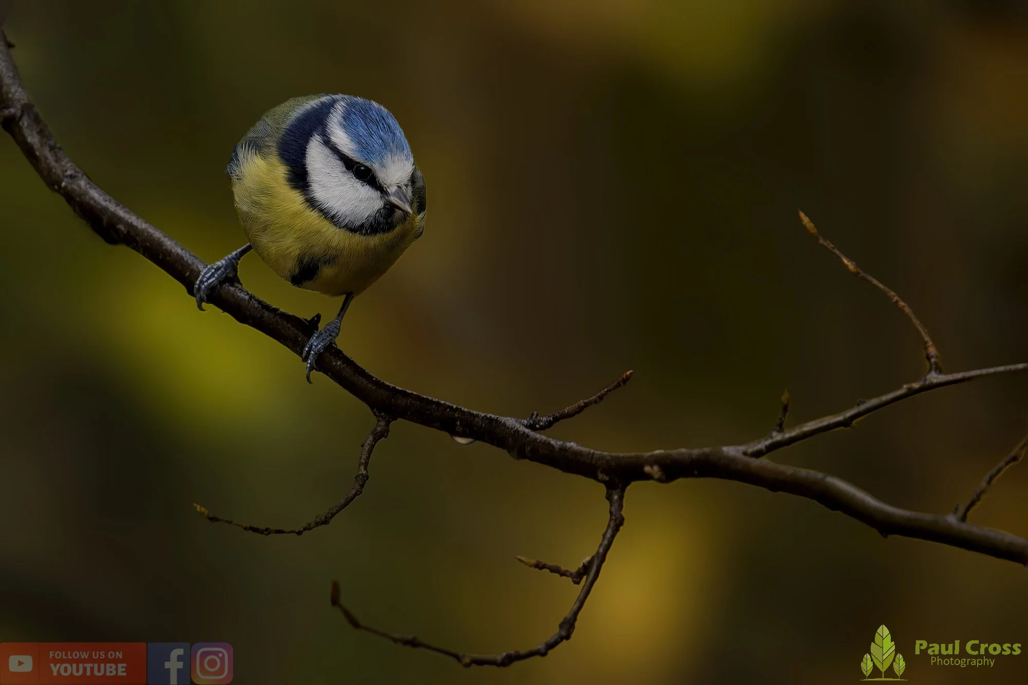 Blue Tit-00952.jpg