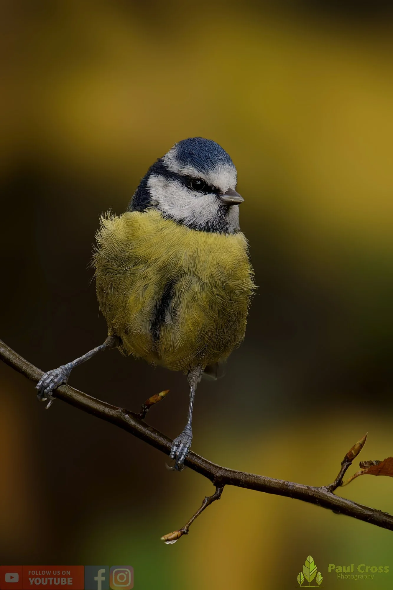 Blue Tit-00955.jpg