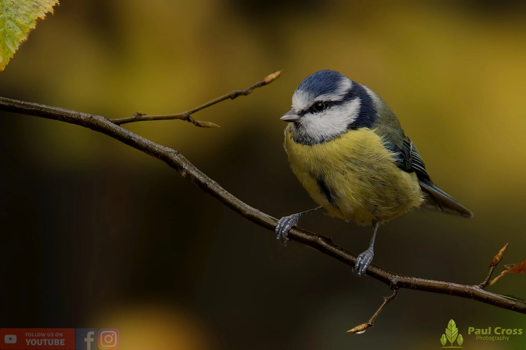 Blue Tit-00956.jpg
