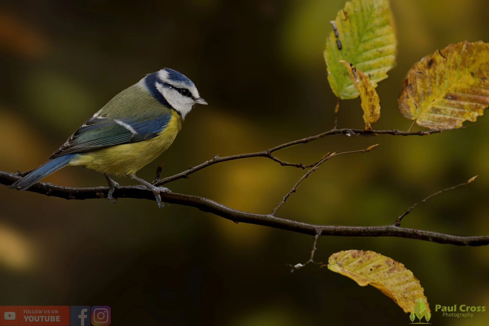 Blue Tit-00958.jpg