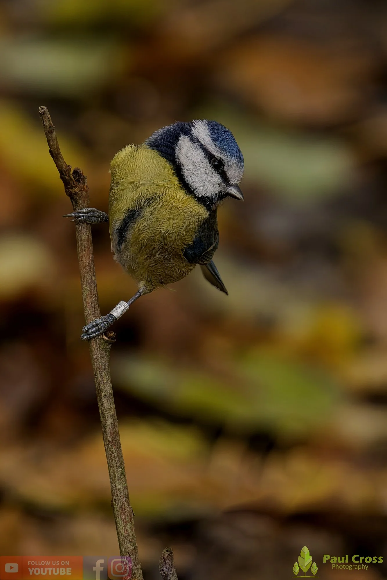Blue Tit-00962.jpg