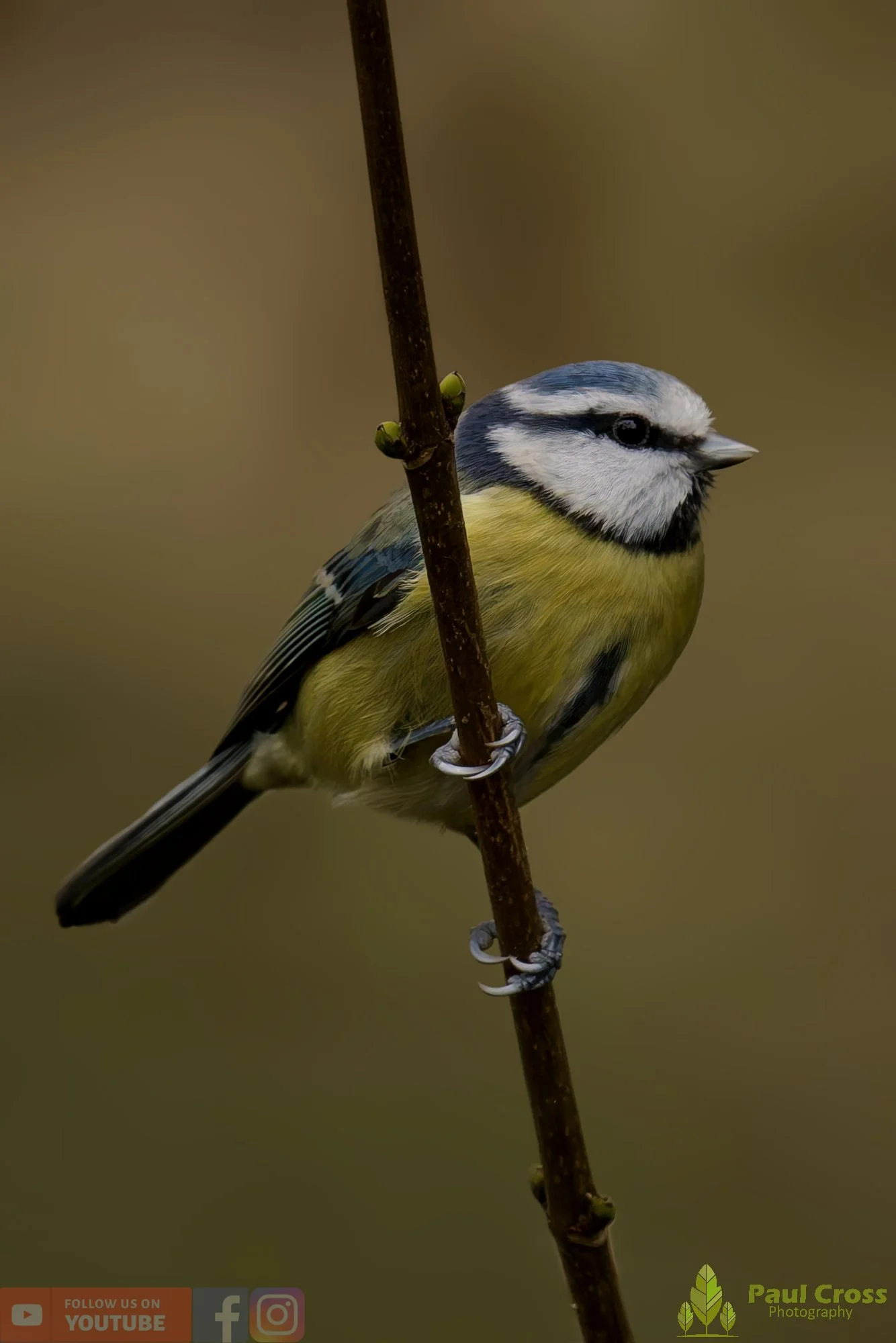 Blue Tit-00963.jpg