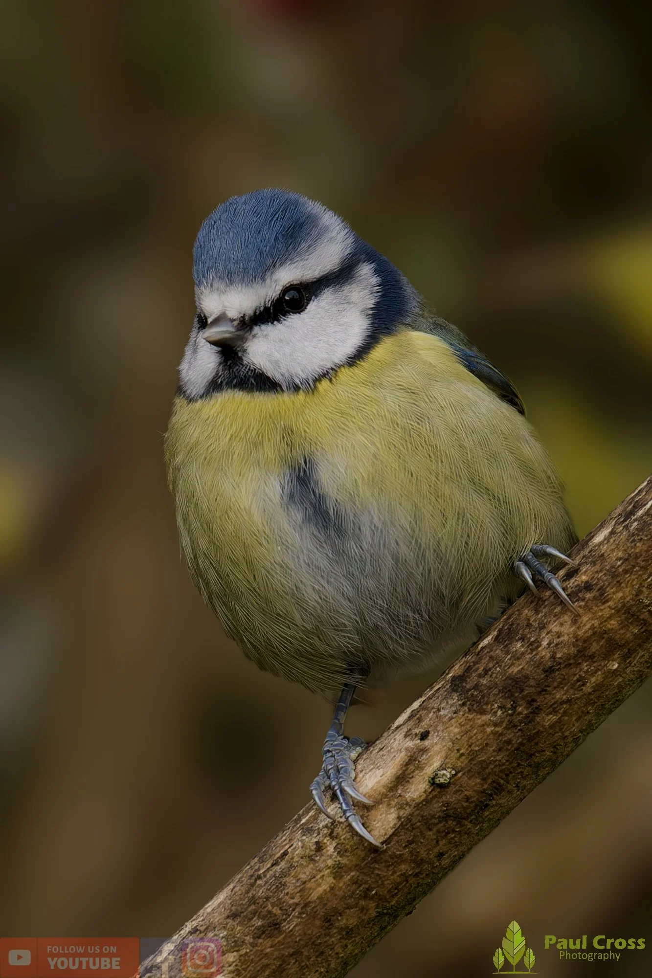Blue Tit-00964.jpg