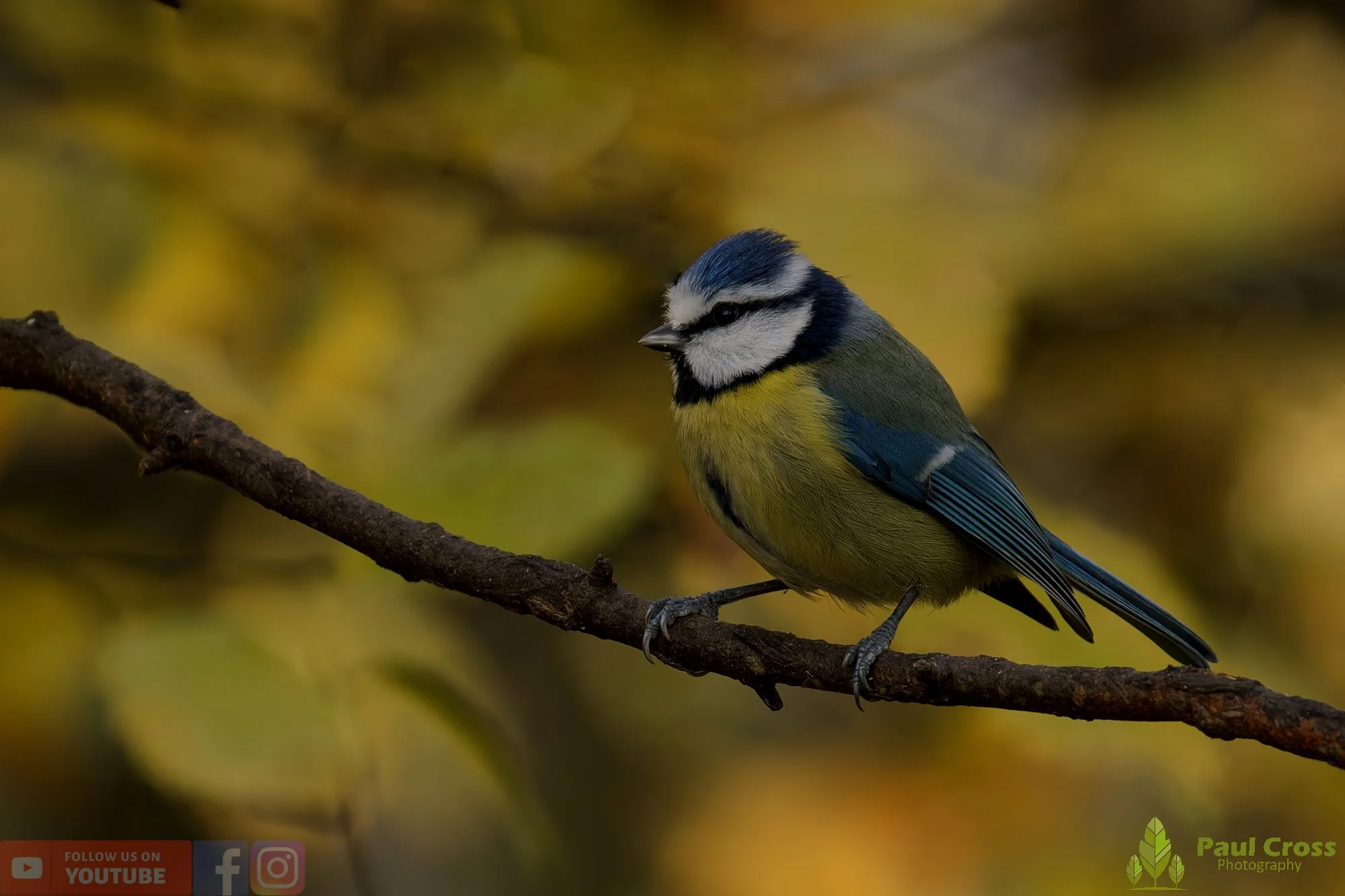 Blue Tit-00966.jpg
