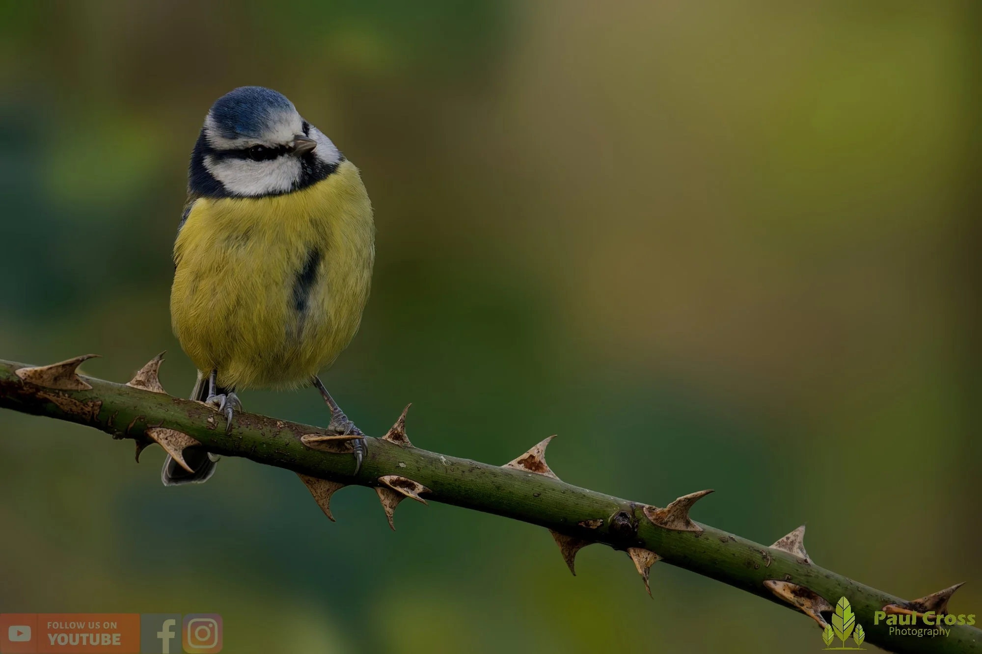 Blue Tit-00967.jpg