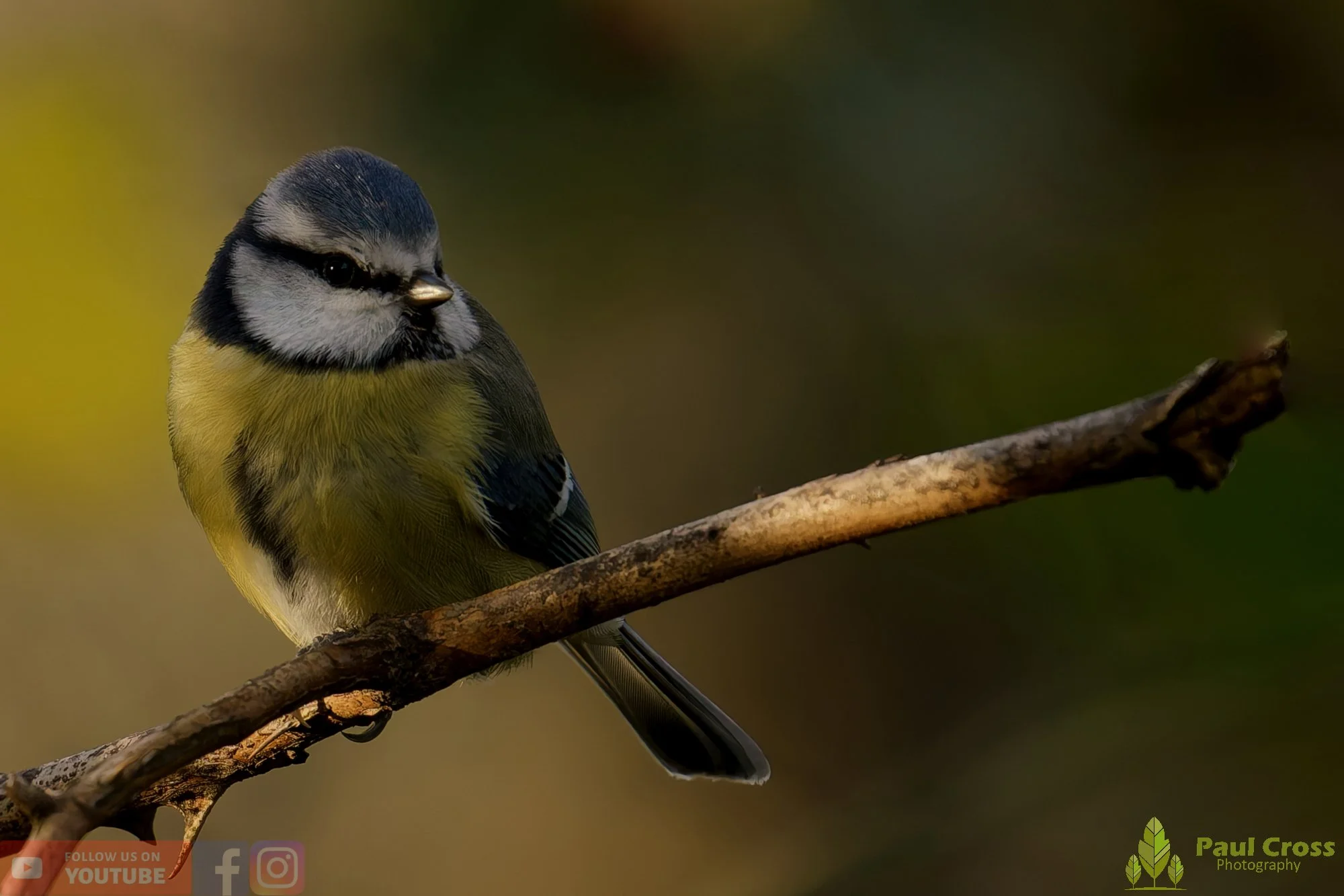 Blue Tit-00969.jpg