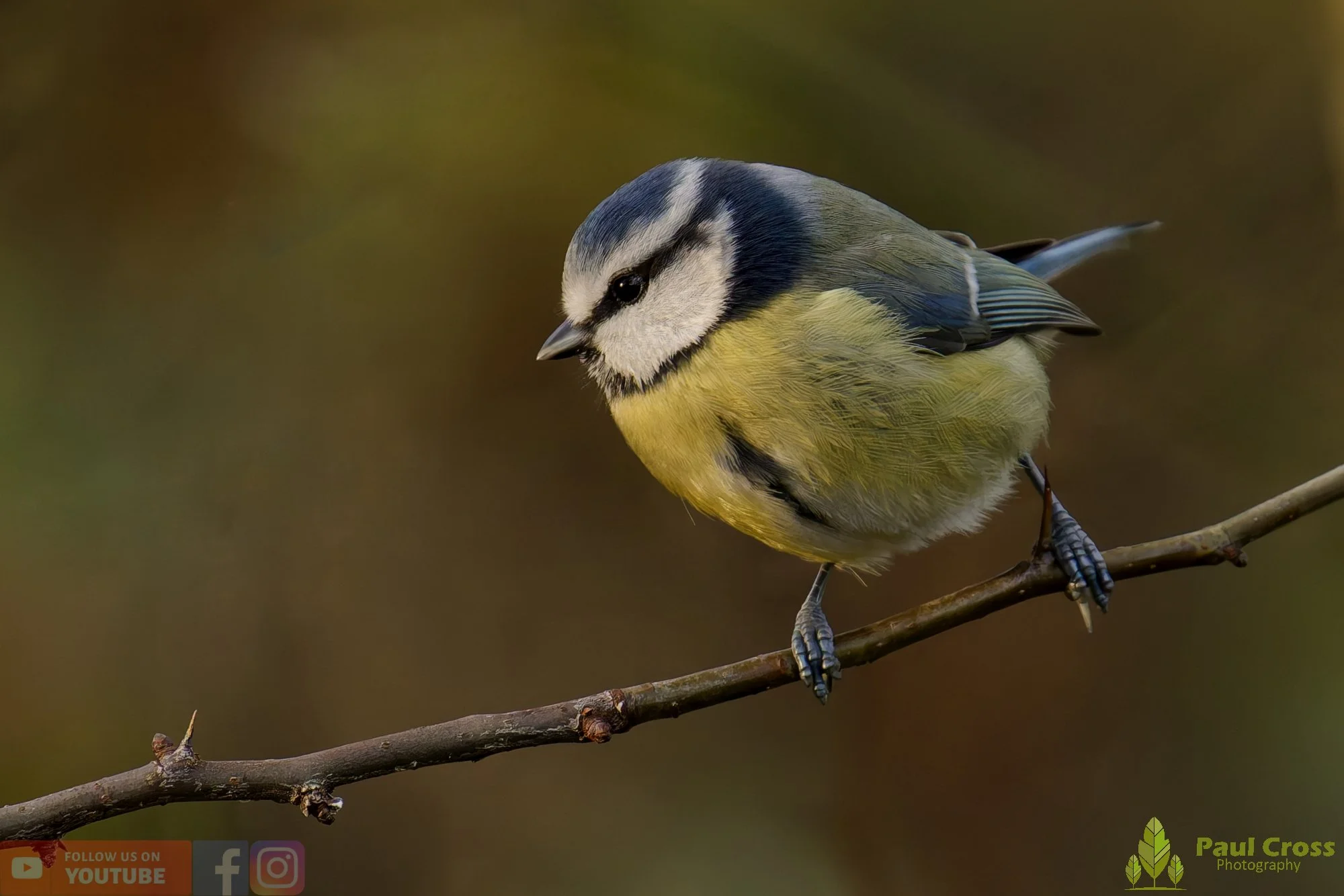 Blue Tit-00970.jpg
