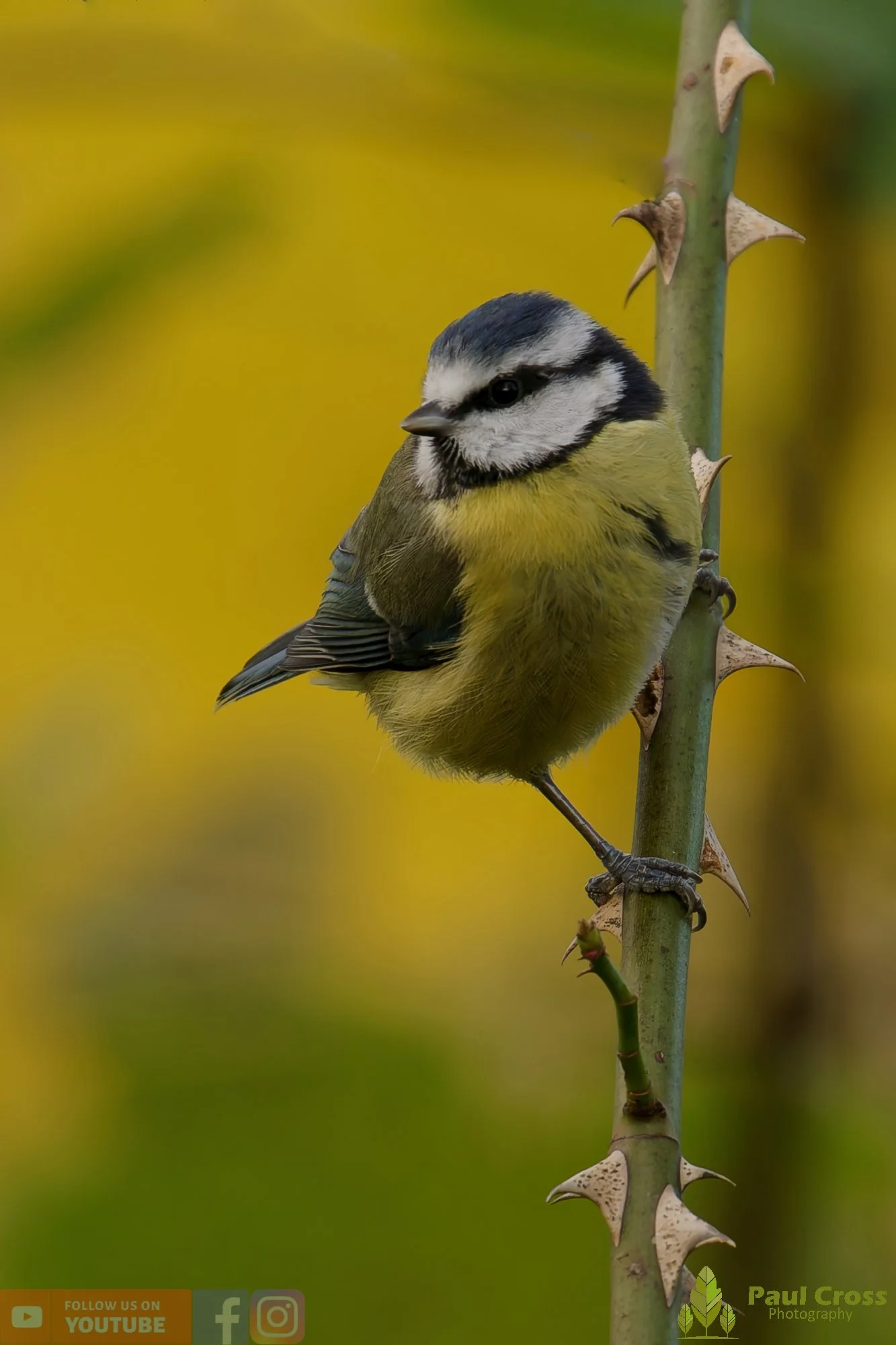 Blue Tit-00973.jpg