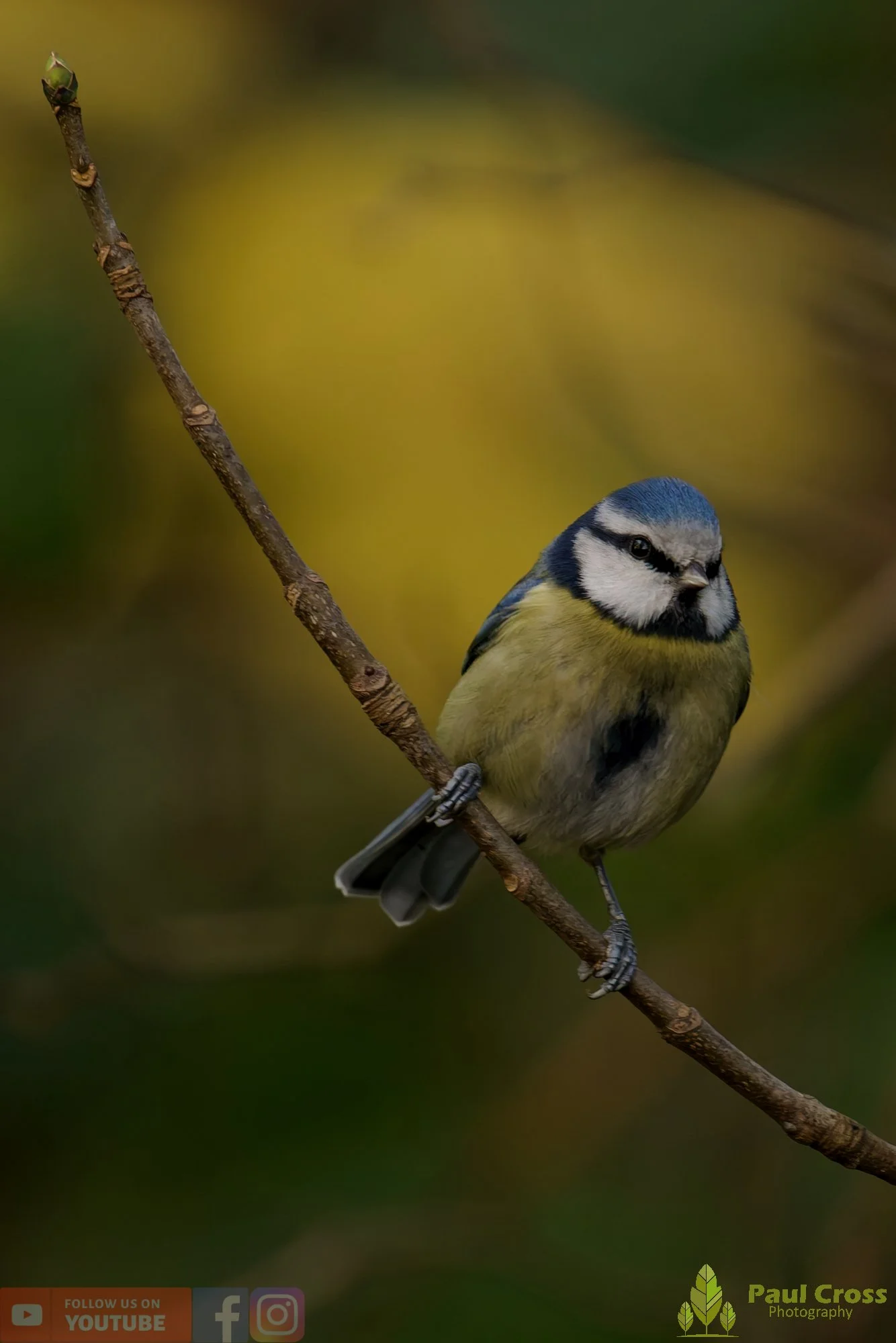 Blue Tit-00977.jpg