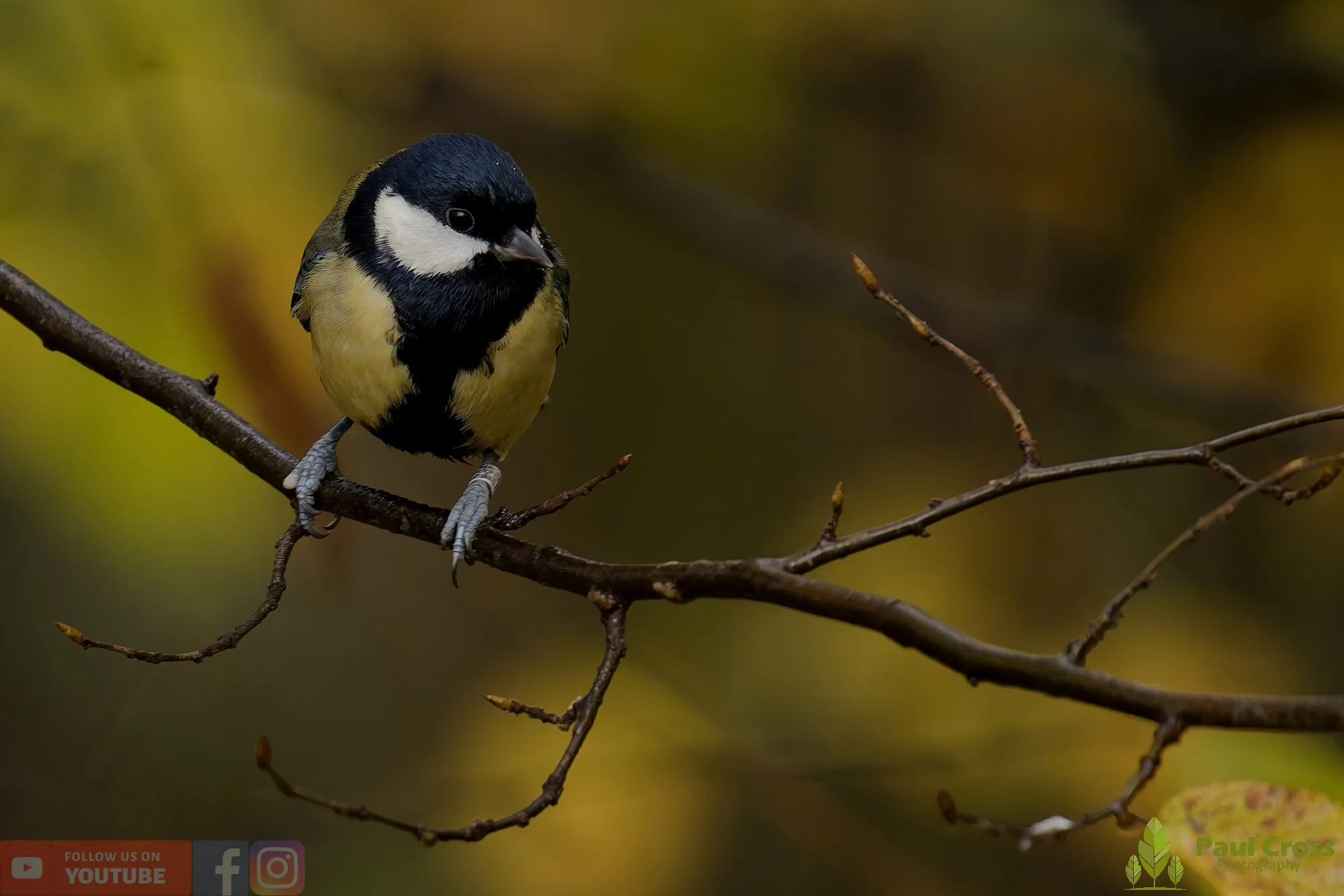 Great Tit-00290.jpg