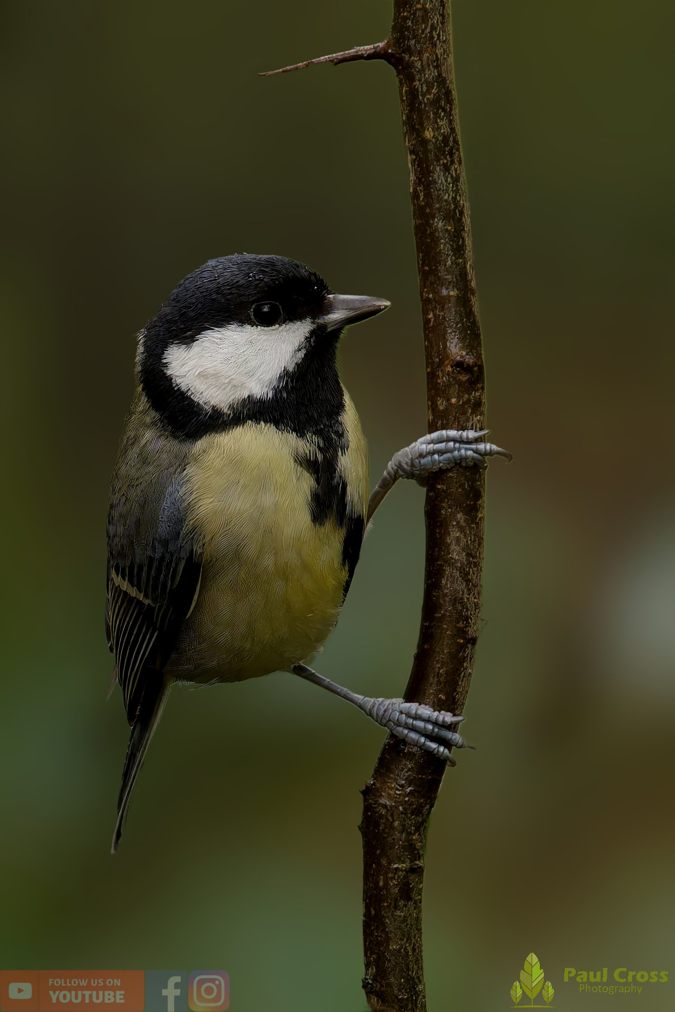 Great Tit-00294.jpg