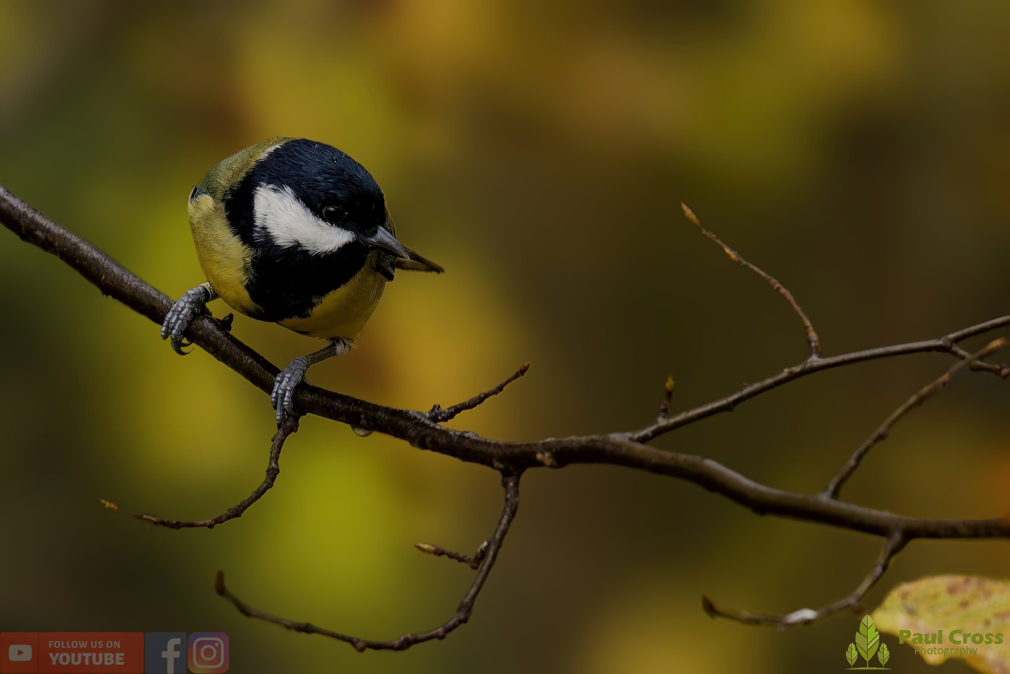 Great Tit-00295.jpg