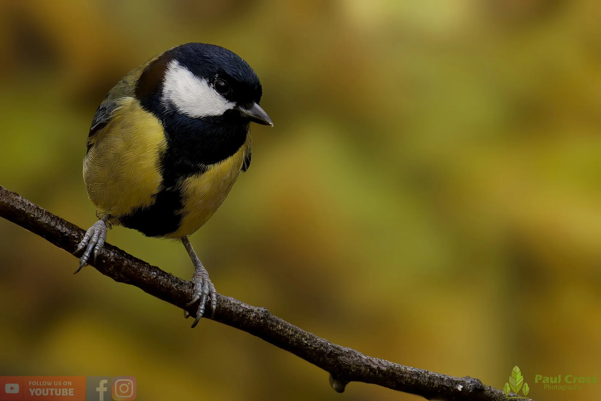 Great Tit-00297.jpg