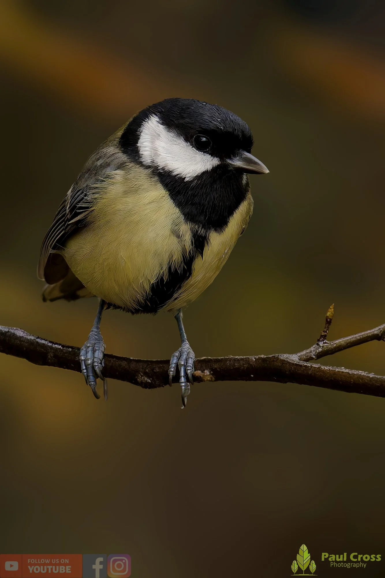 Great Tit-00298.jpg