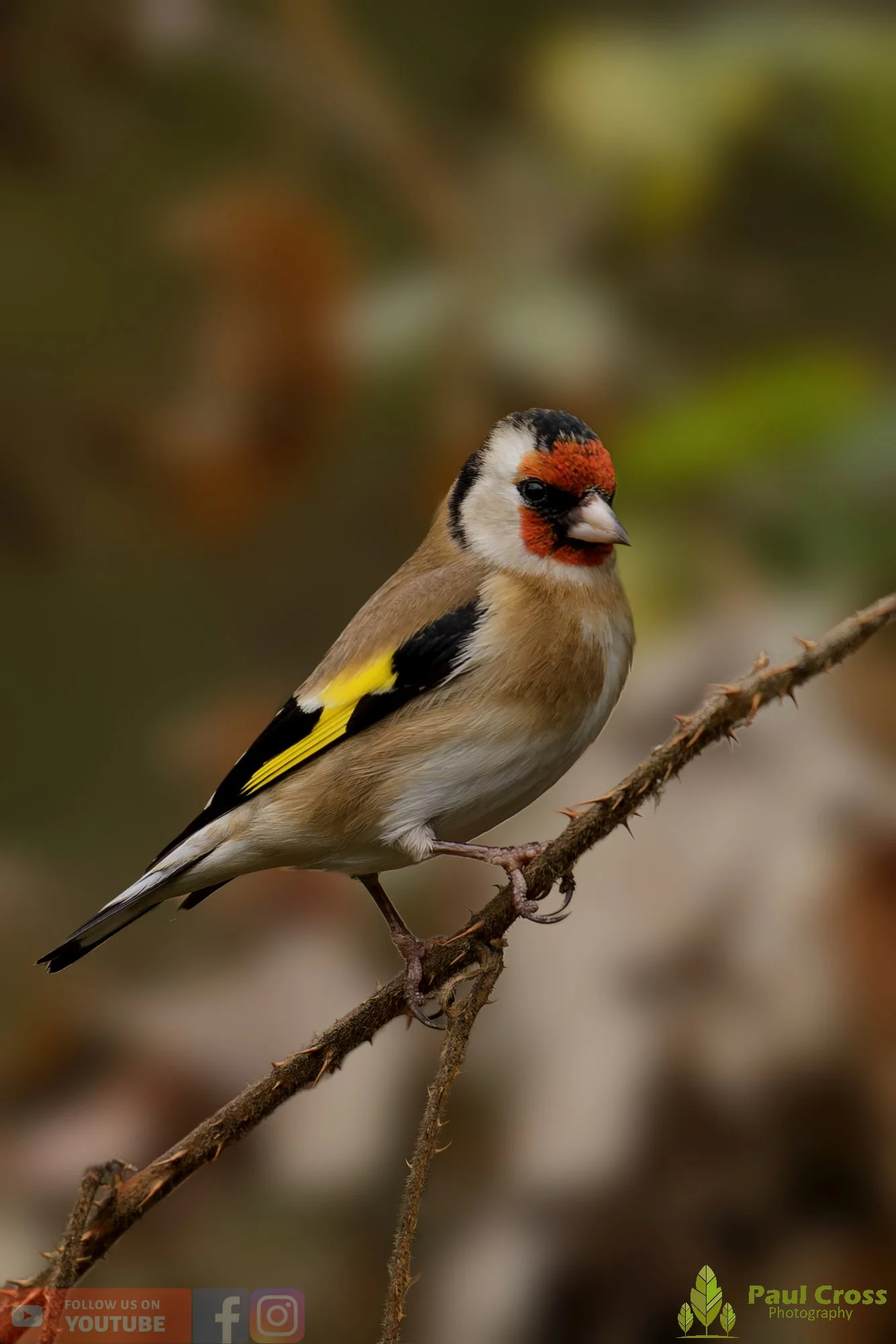 Goldfinch-00245.jpg