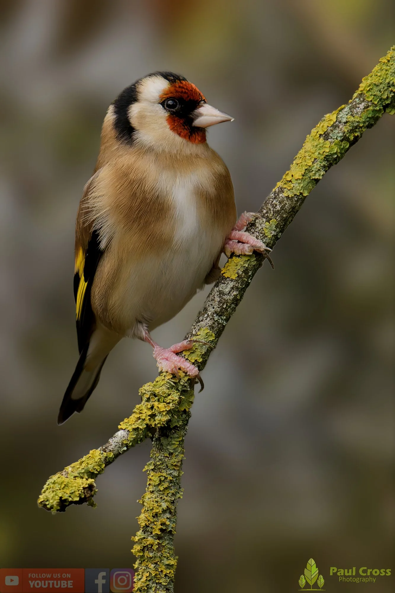 Goldfinch-00247.jpg