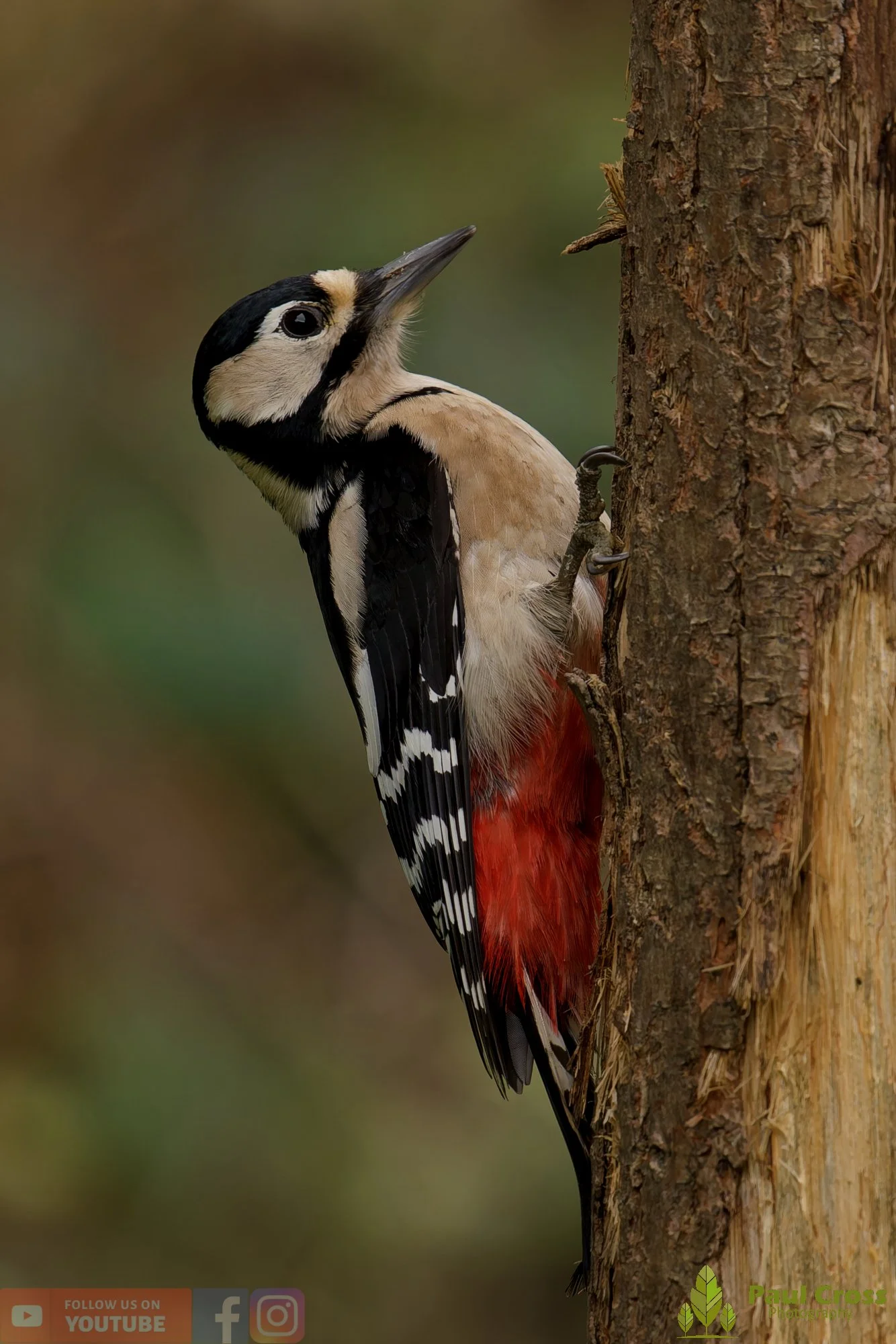 Great Spotted Woodpecker-00142.jpg