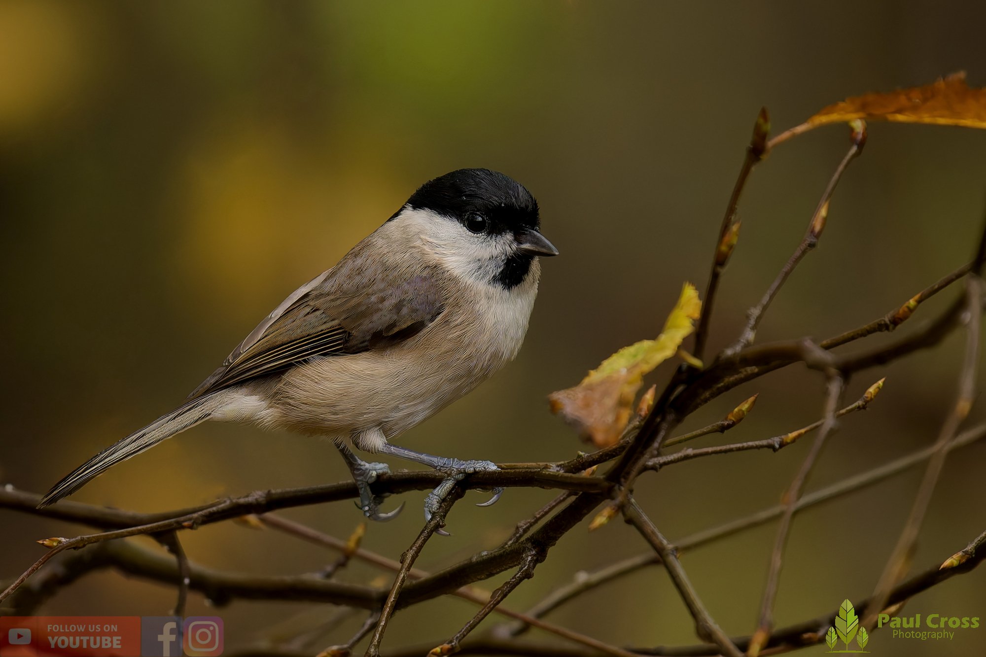 Marsh Tit-00050.jpg