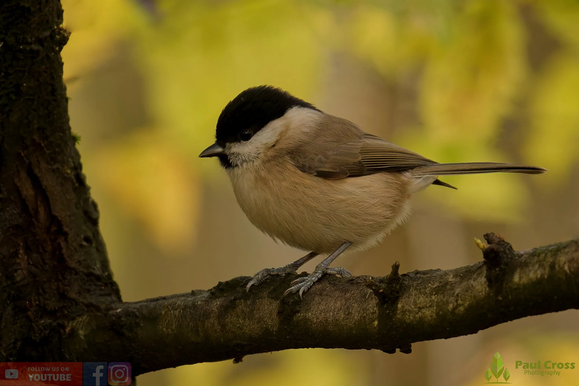 Marsh Tit-00051.jpg