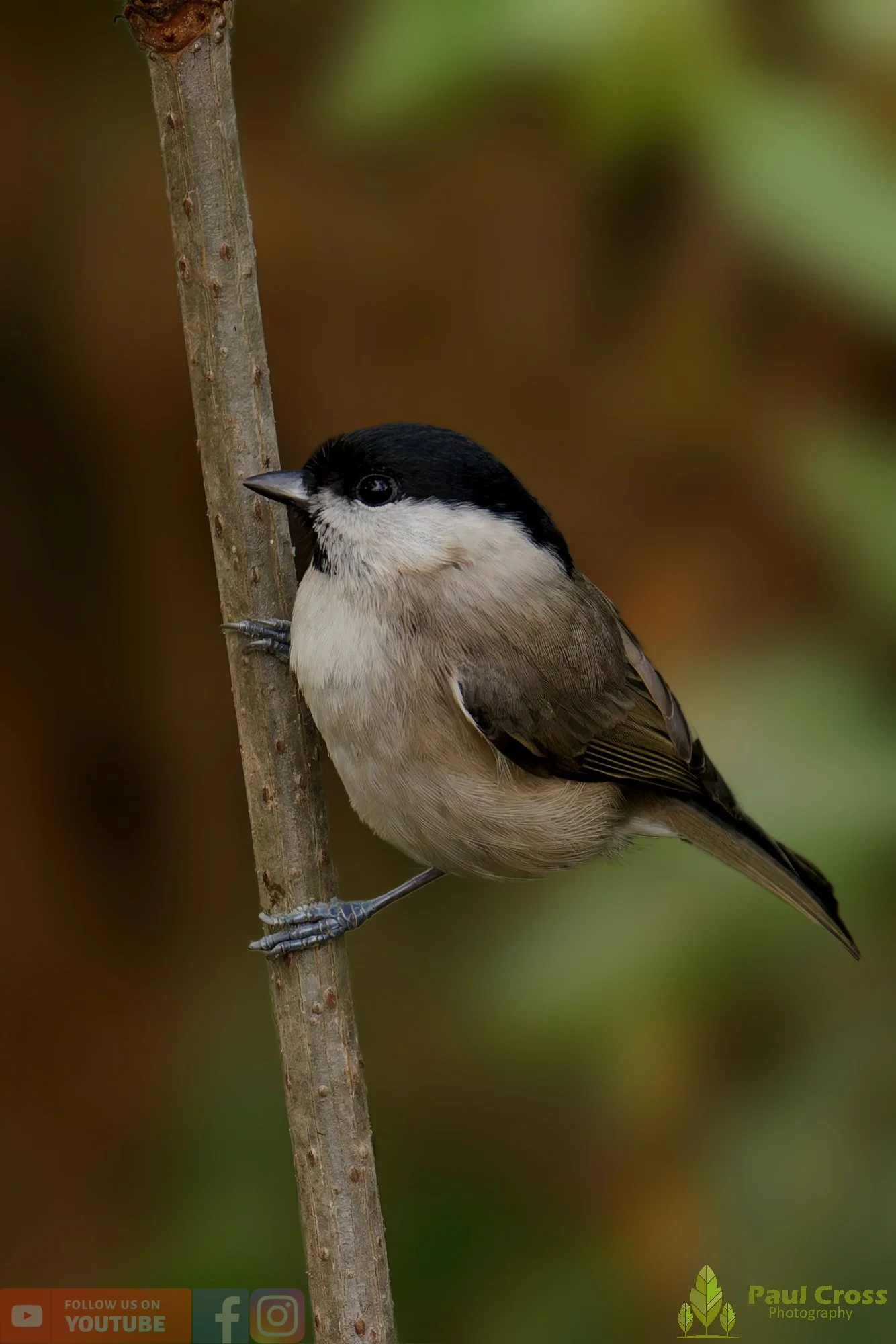 Marsh Tit-00053.jpg
