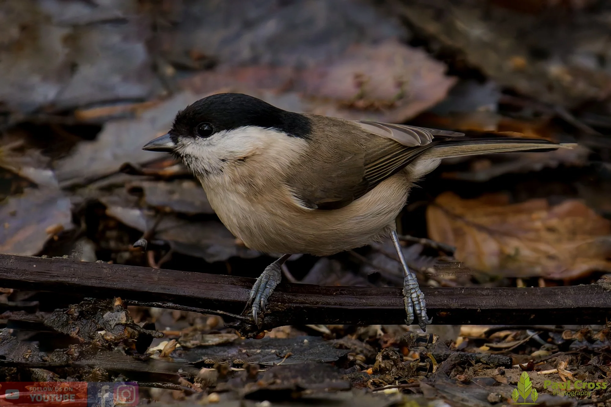 Marsh Tit-00054.jpg