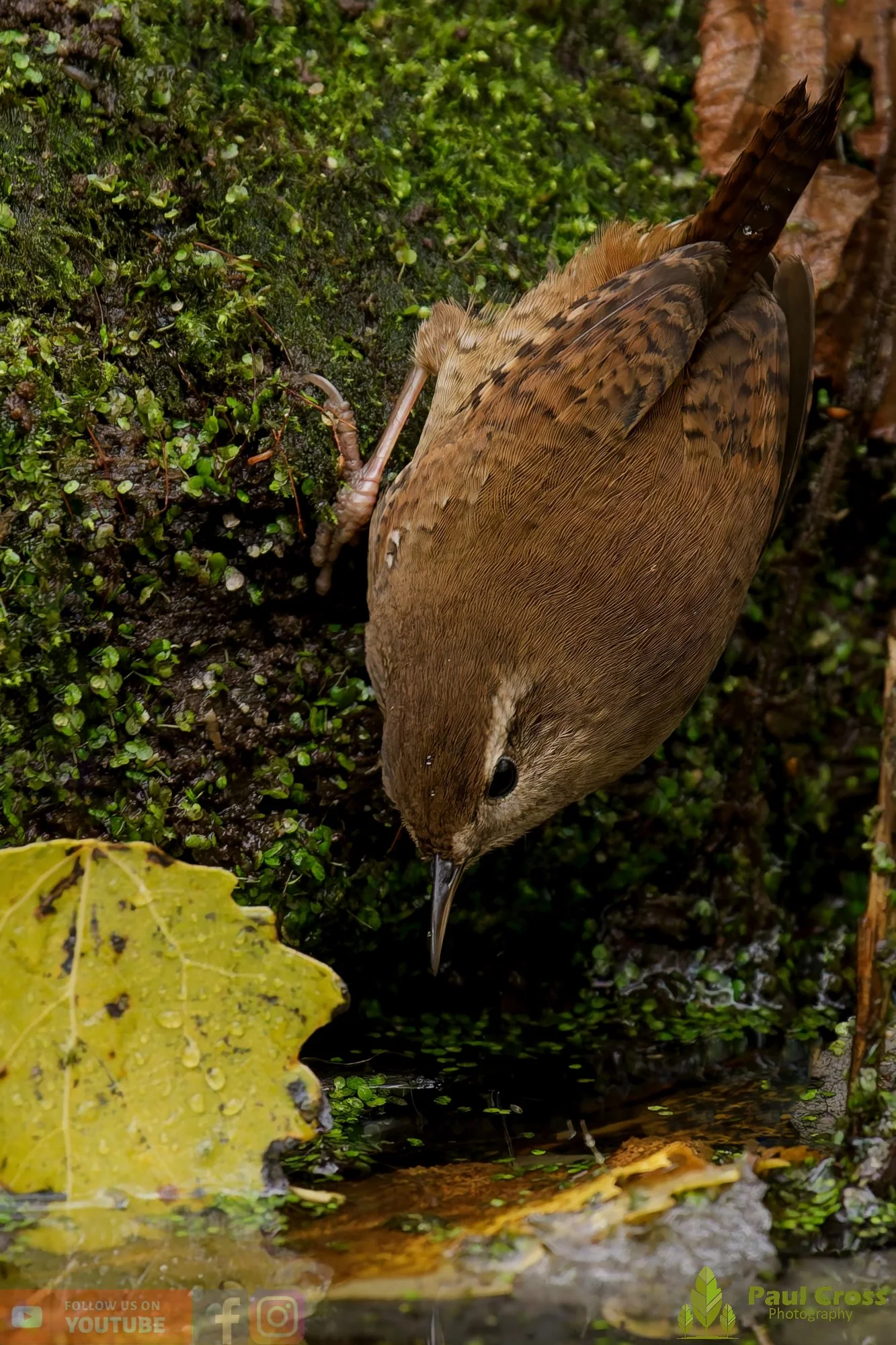 Wren-00352.jpg