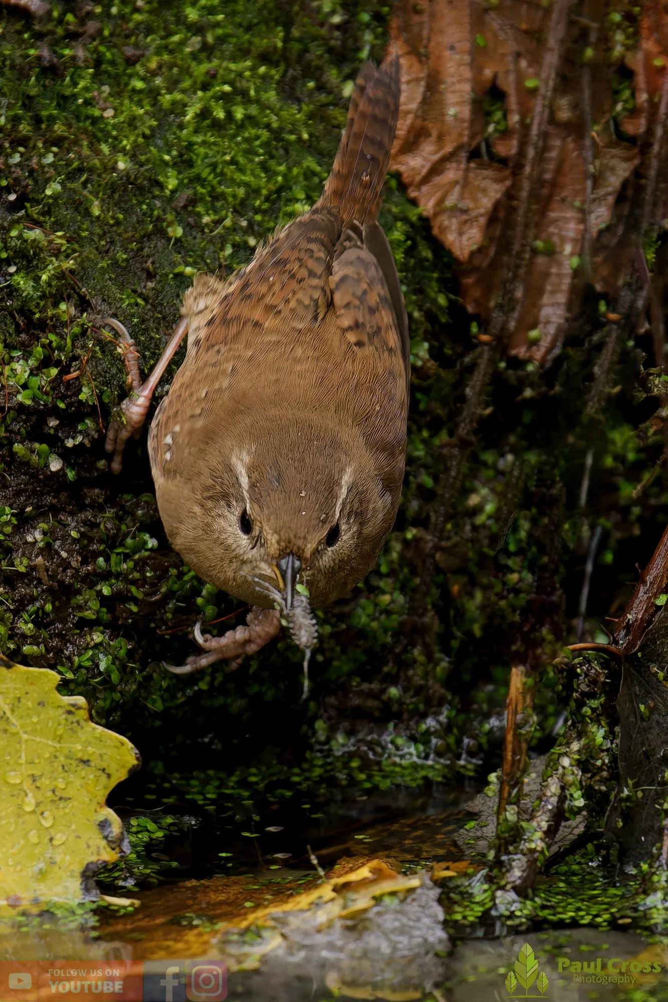 Wren-00353.jpg