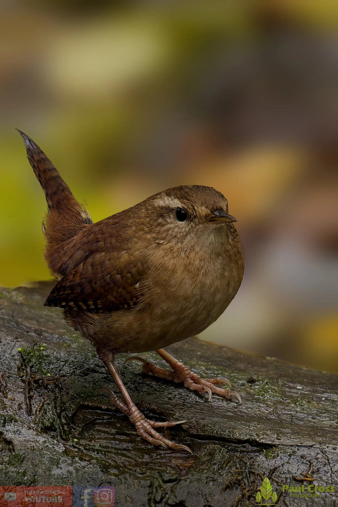 Wren-00354.jpg