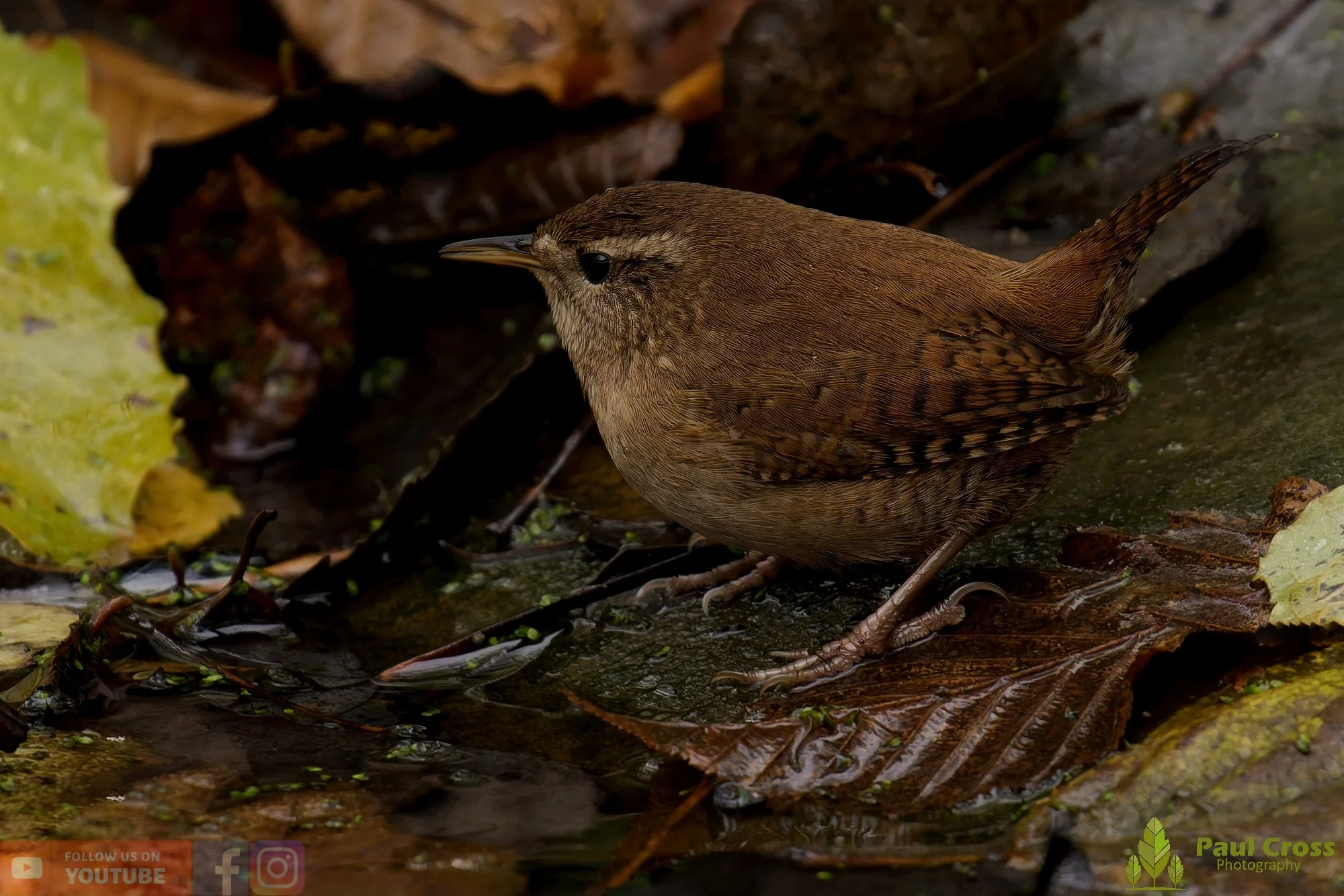 Wren-00357.jpg