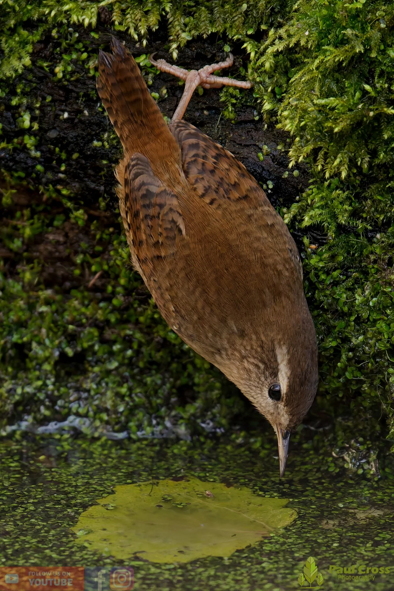 Wren-00358.jpg