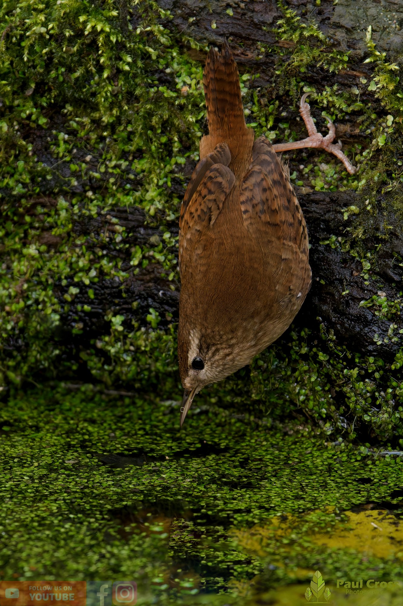 Wren-00359.jpg