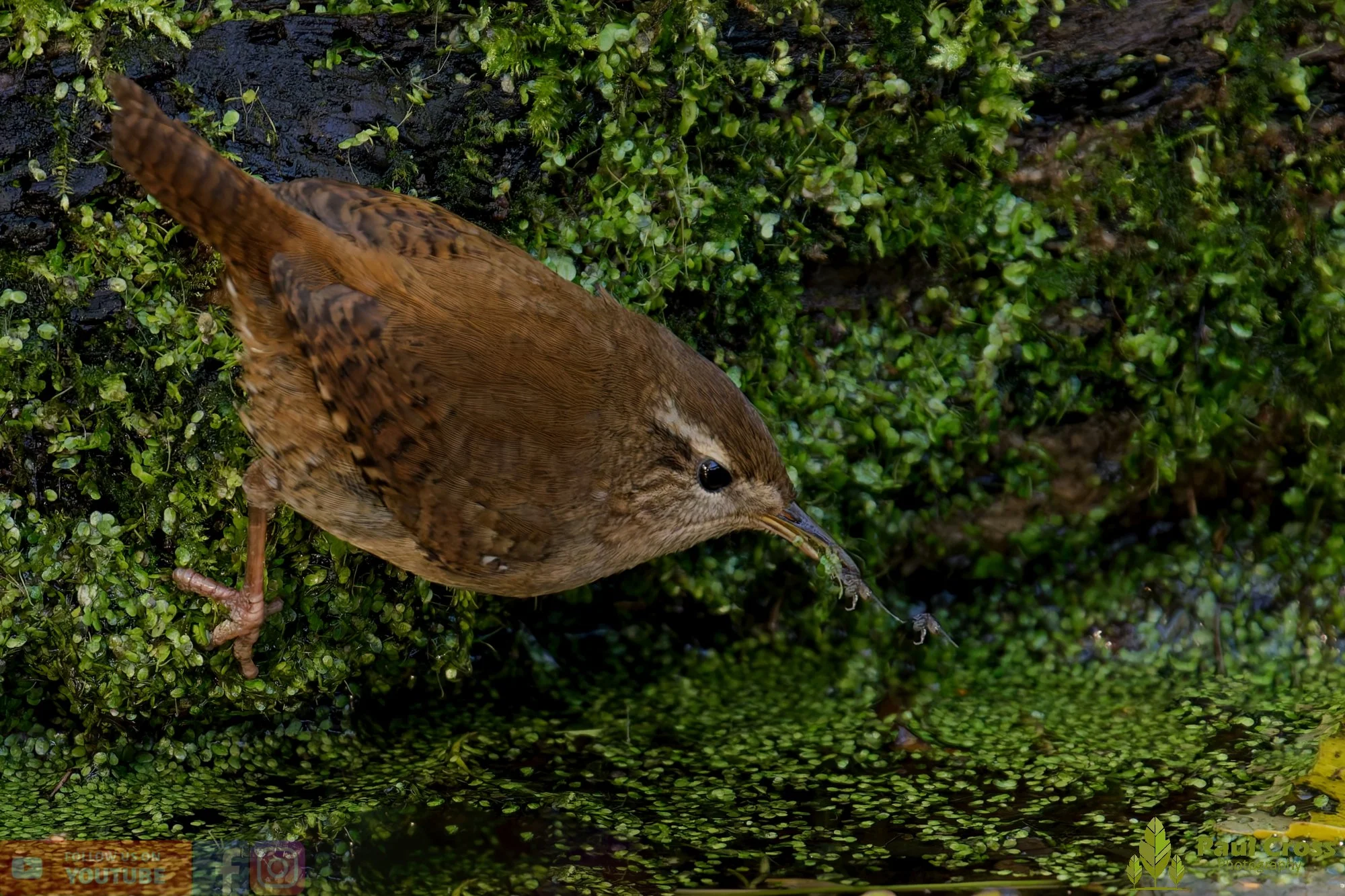 Wren-00364.jpg
