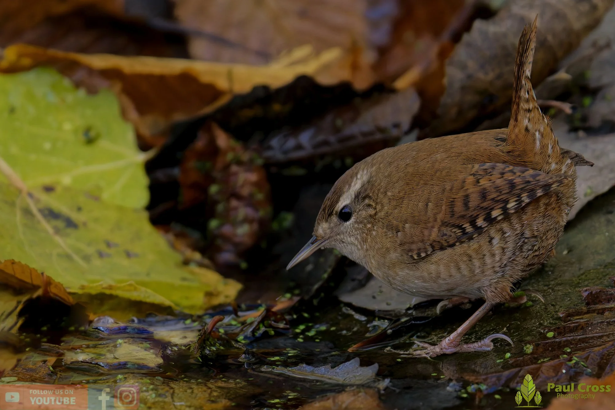 Wren-00372.jpg