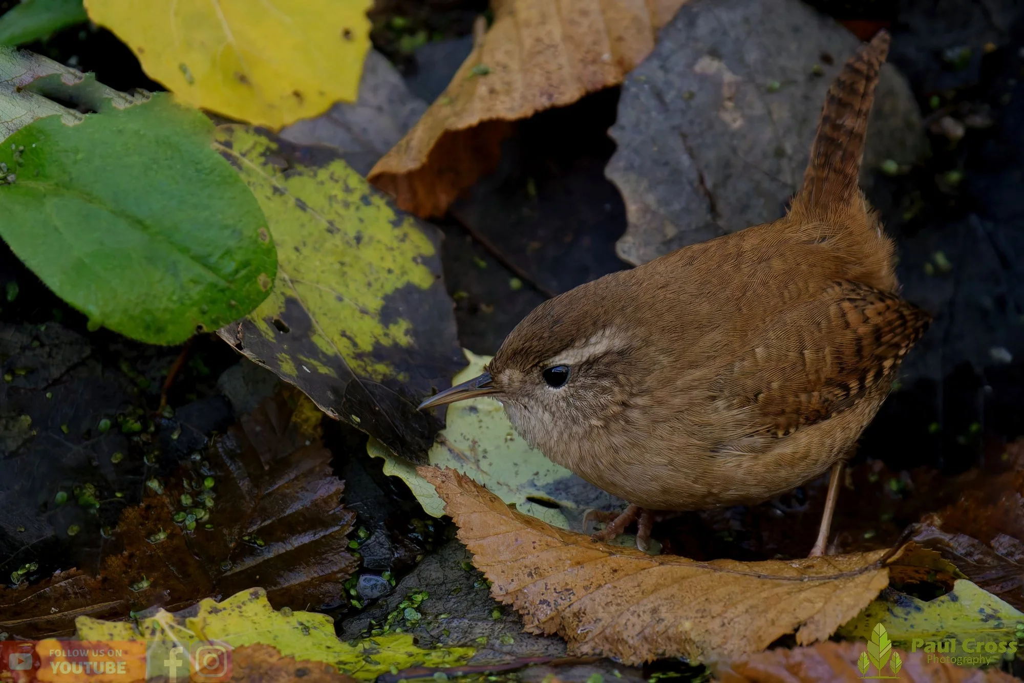 Wren-00373.jpg
