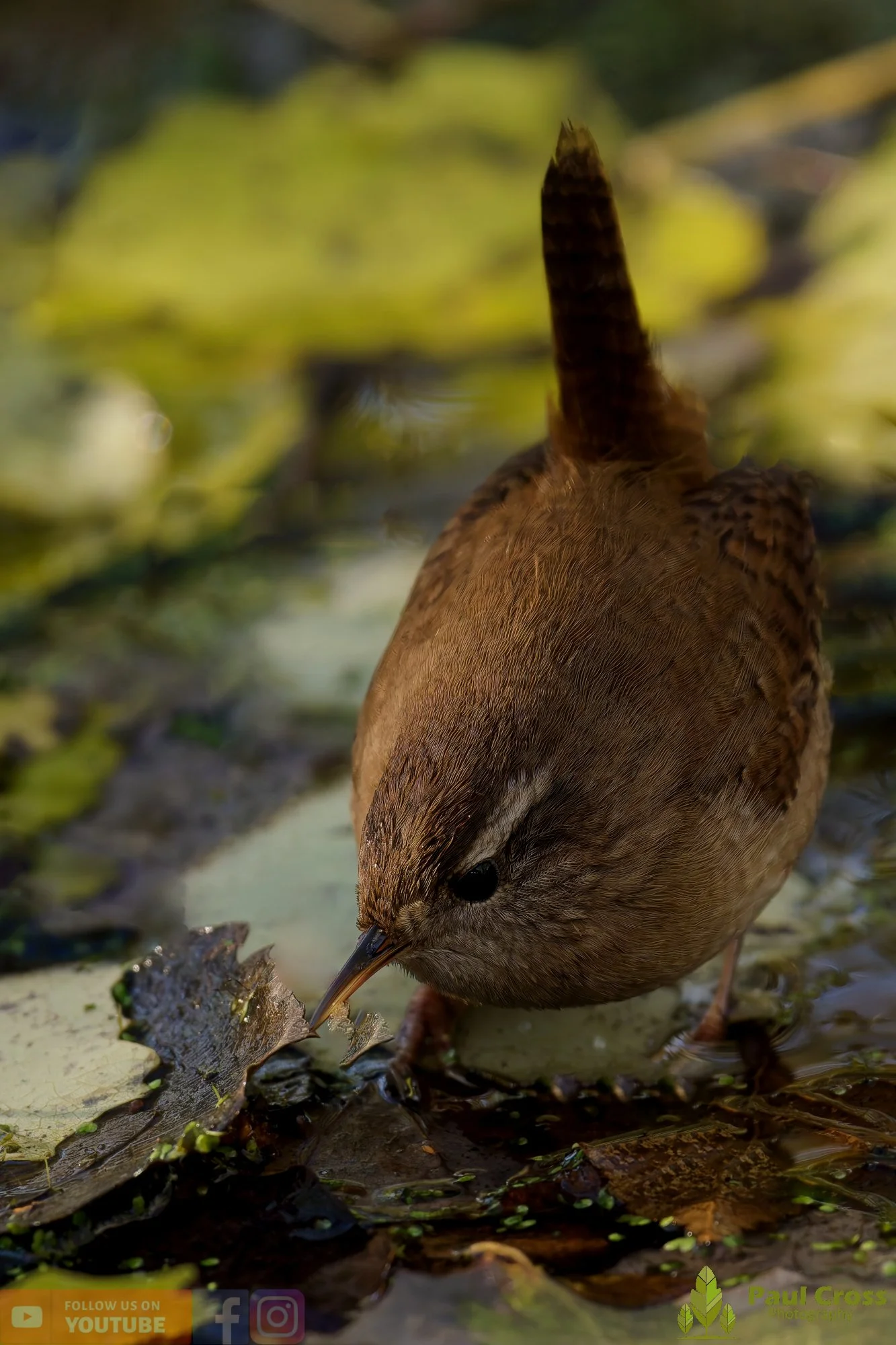 Wren-00374.jpg