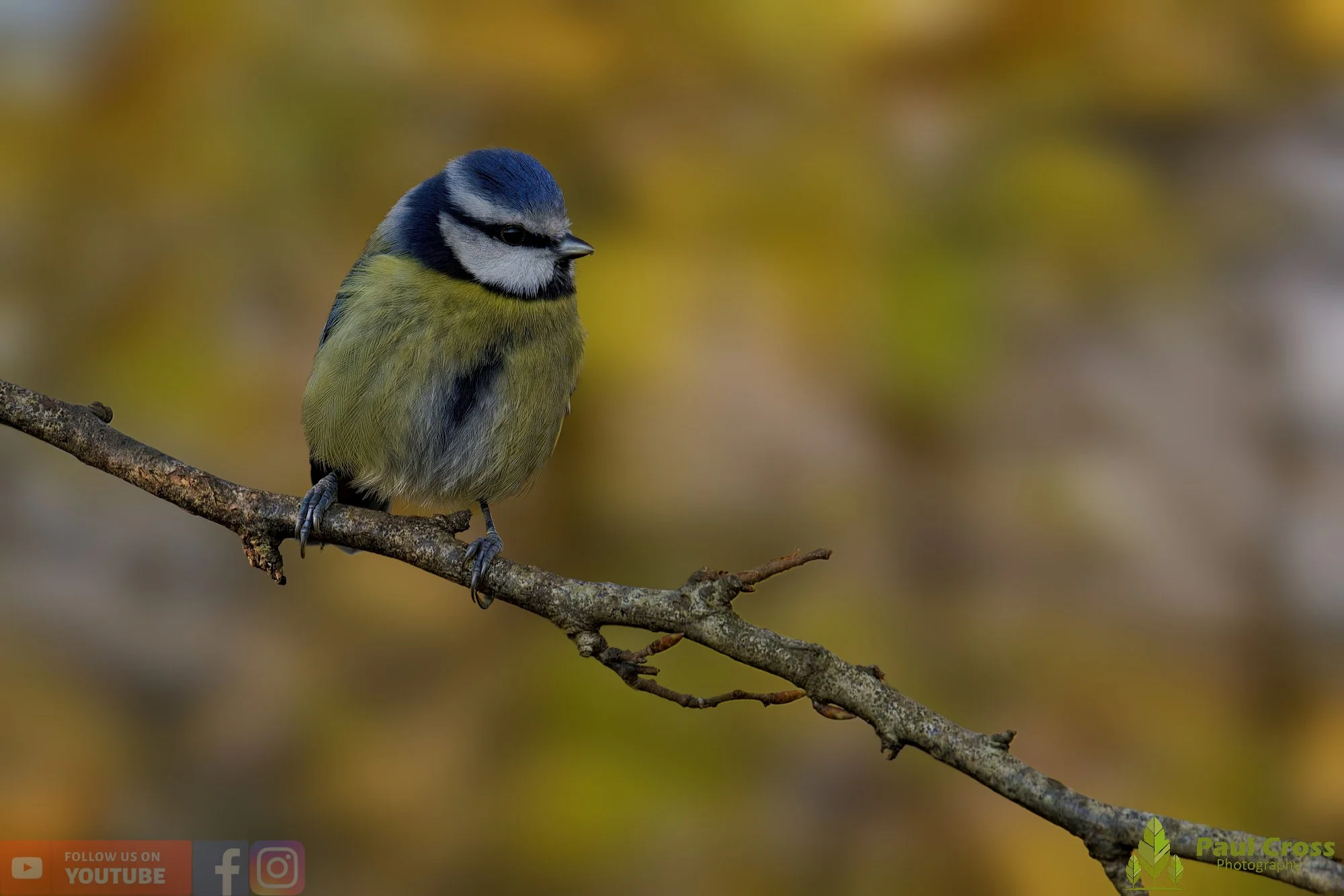 Blue Tit-00978.jpg