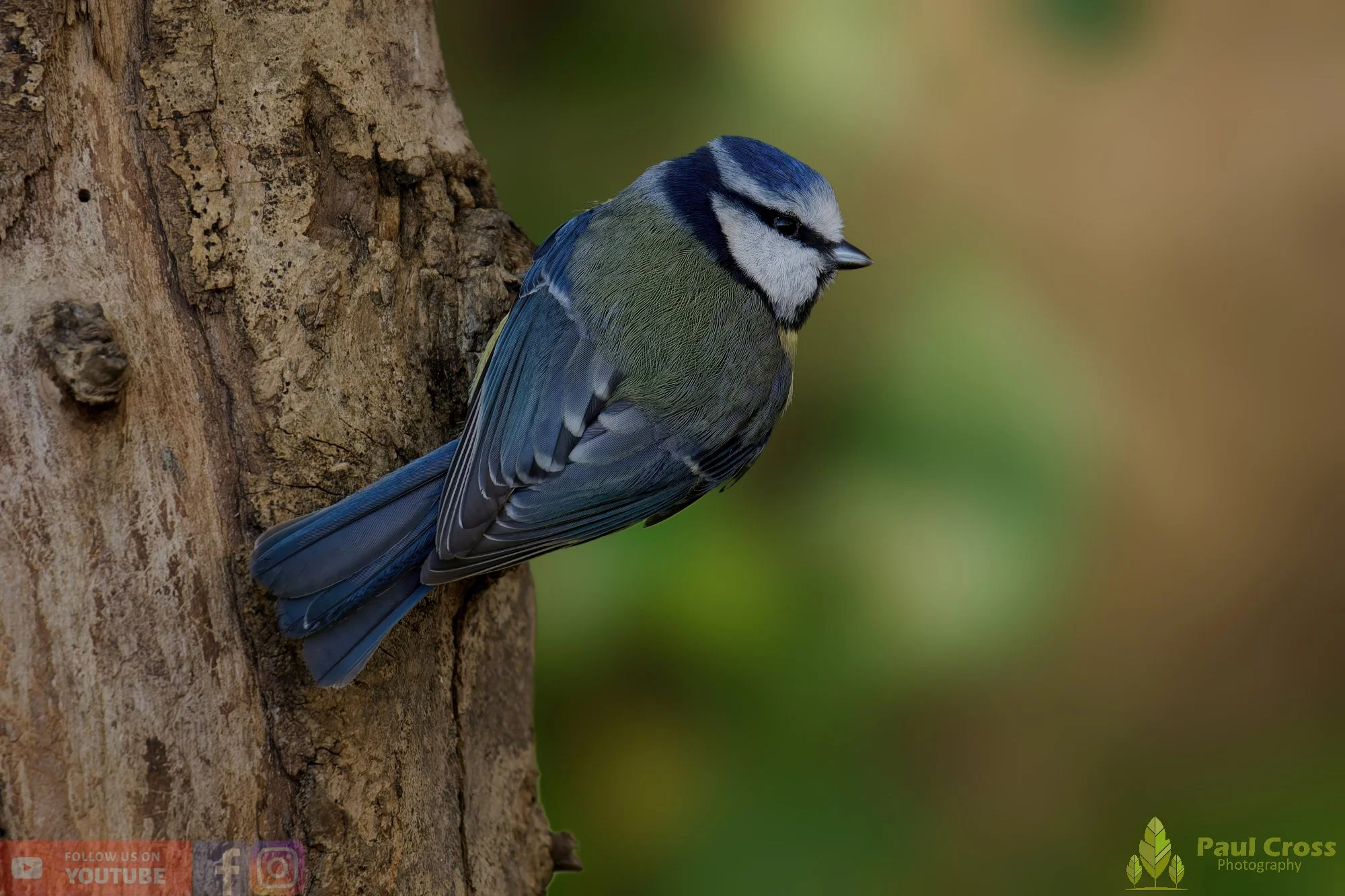 Blue Tit-00979.jpg