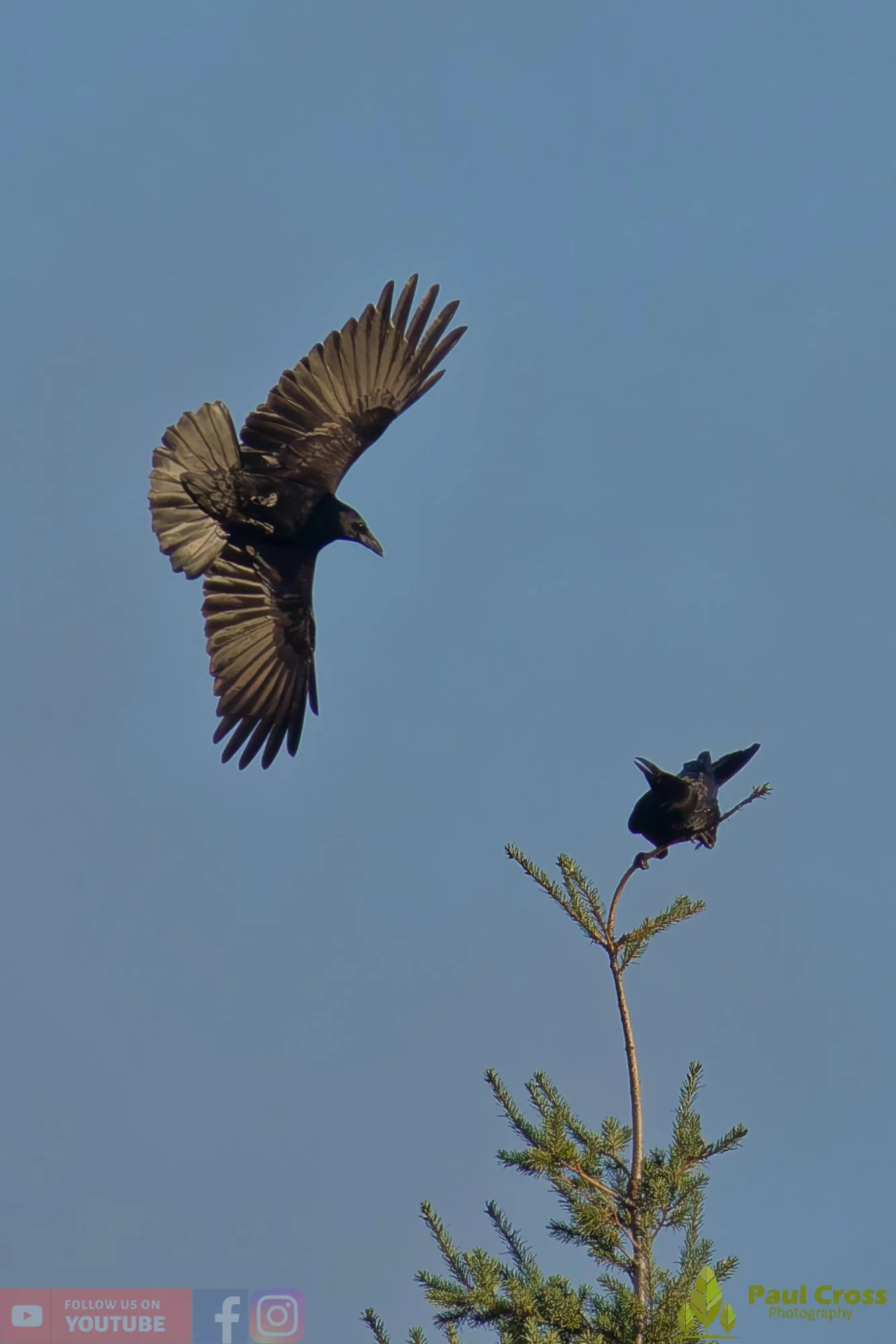 Carrion Crow-00130.jpg