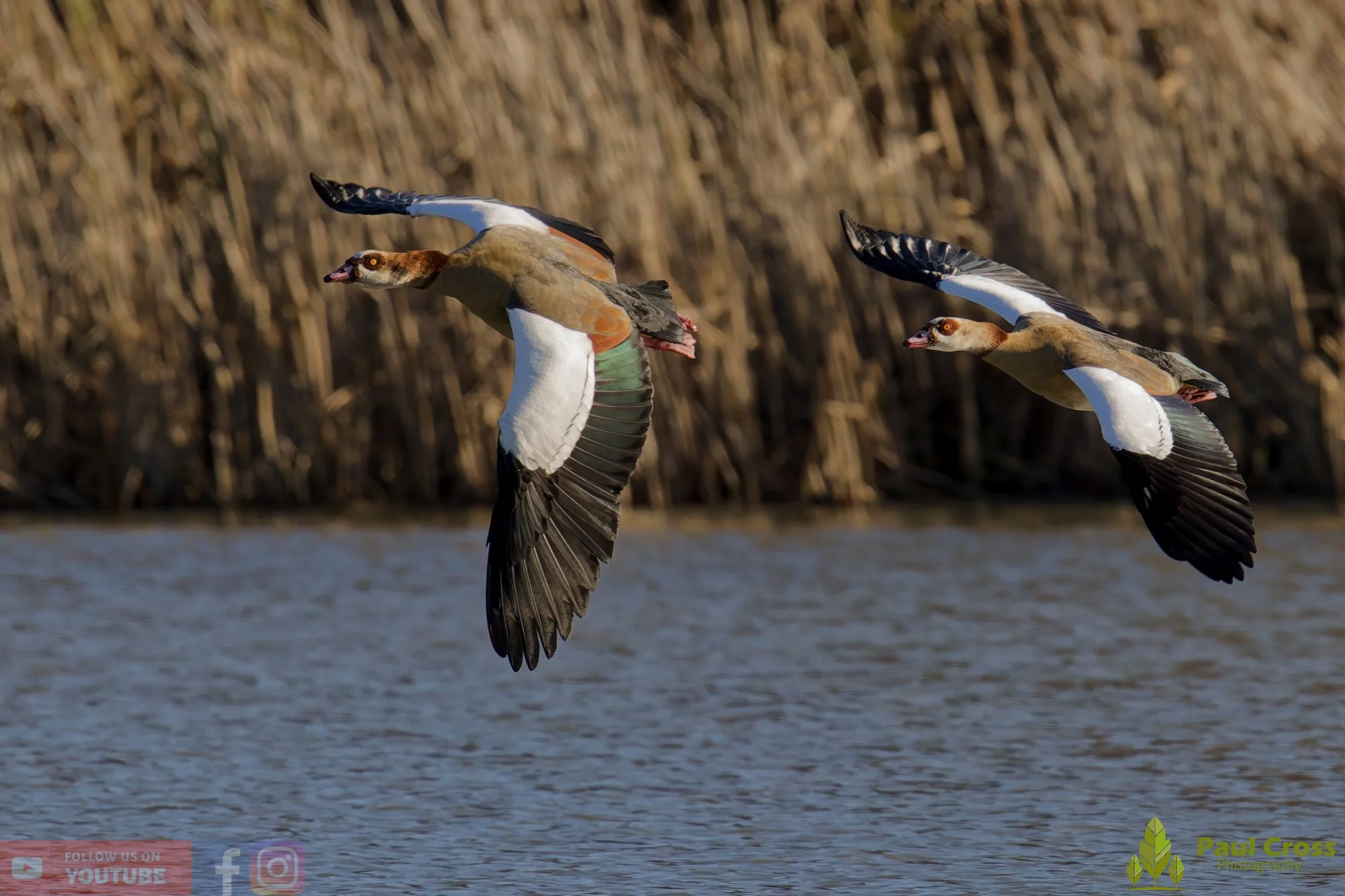 Egyptian Goose-00120.jpg