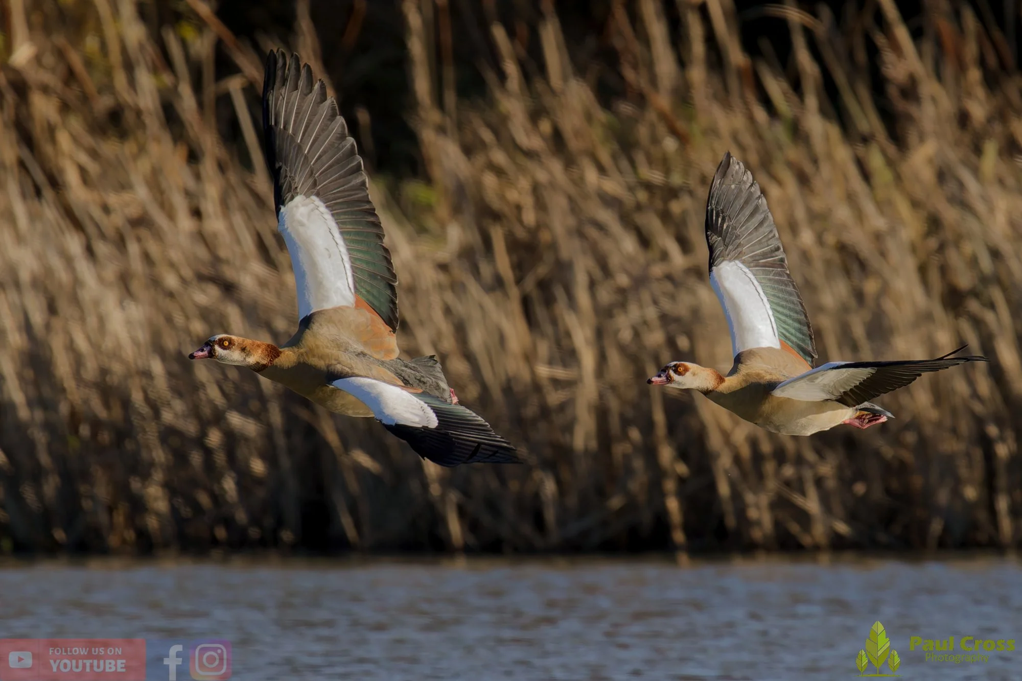Egyptian Goose-00121.jpg