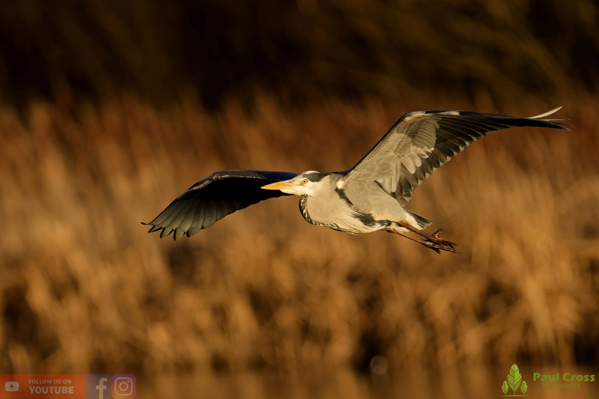 Grey Heron-00664.jpg
