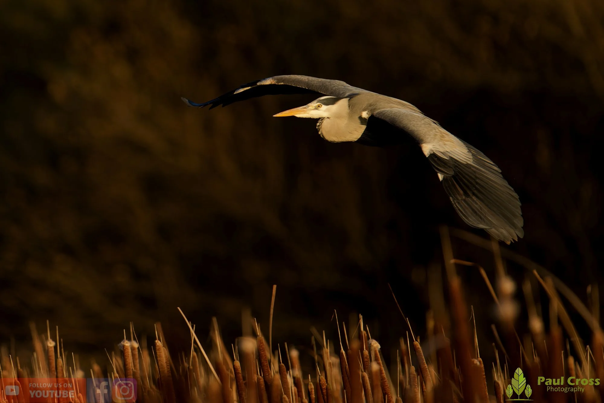 Grey Heron-00665.jpg