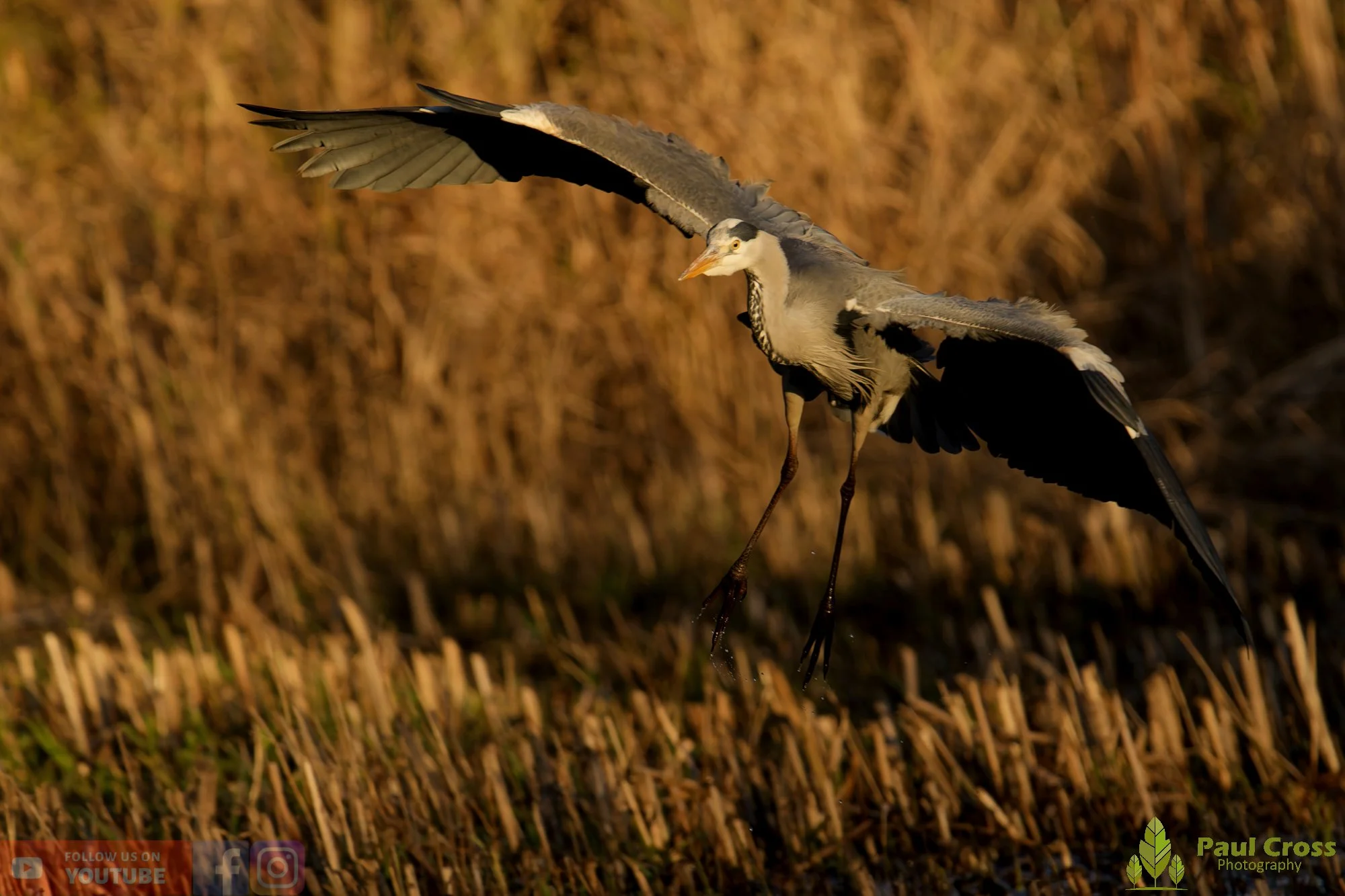 Grey Heron-00666.jpg