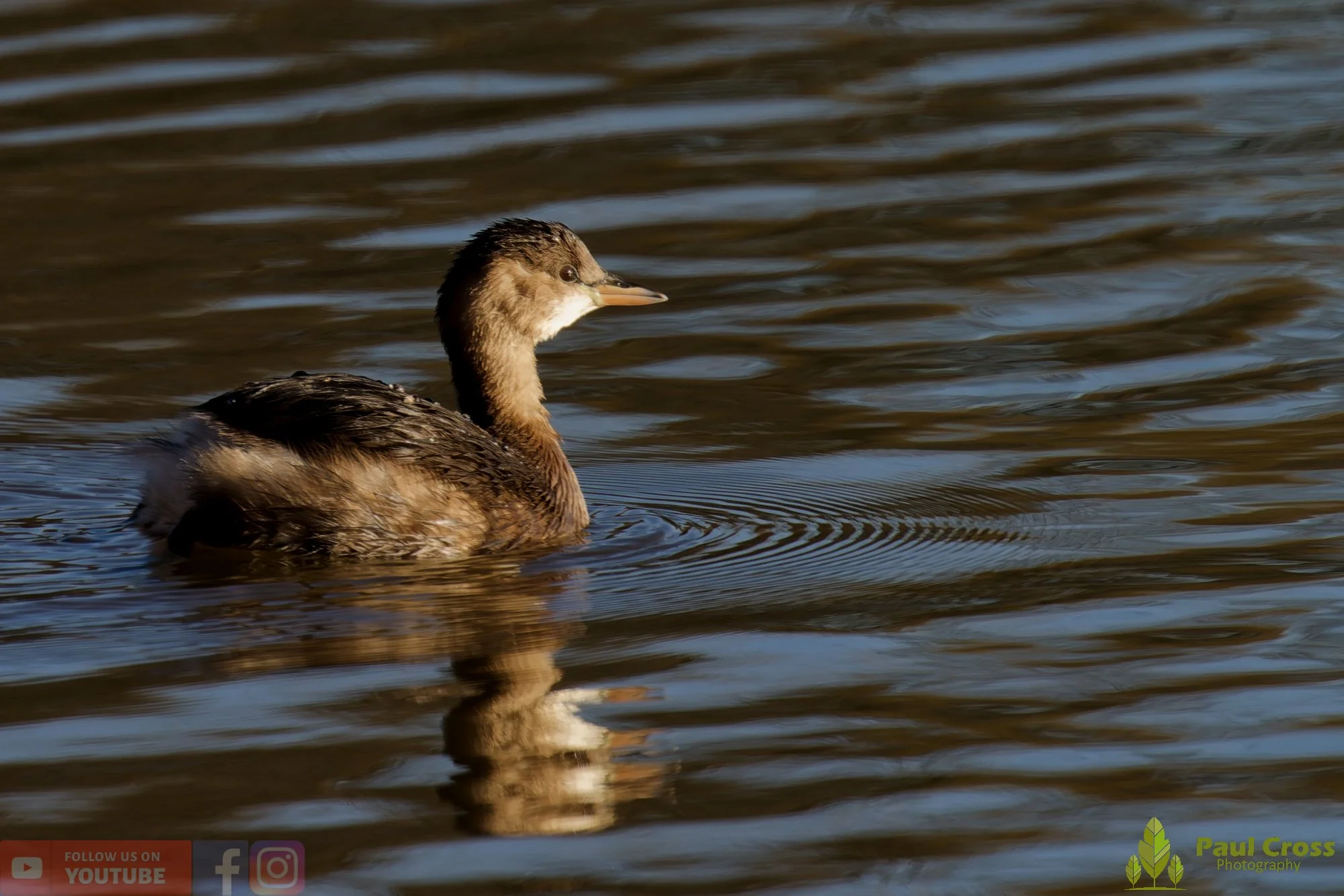 Little Grebe-00369.jpg