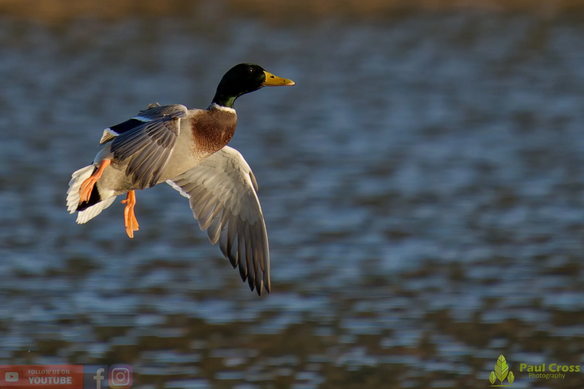 Mallard Duck-01178.jpg
